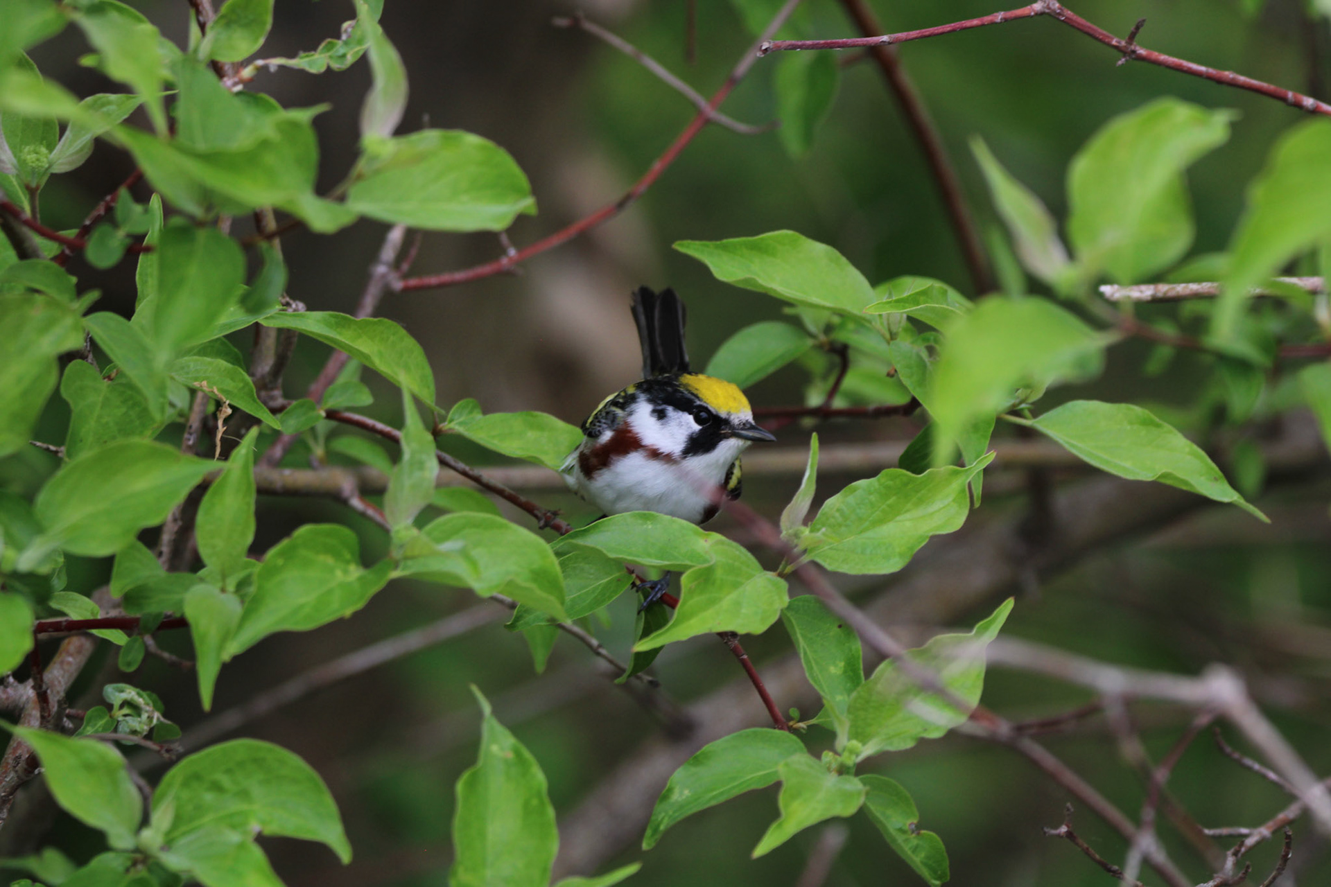 Chestnut-sided Warbler