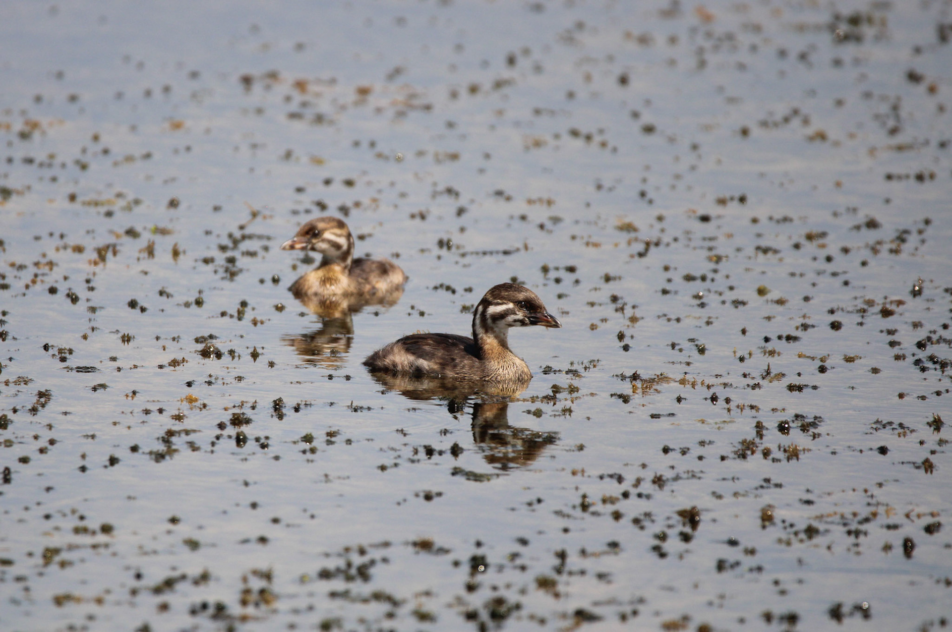 Pied-billed Grebe - Horicon Marsh