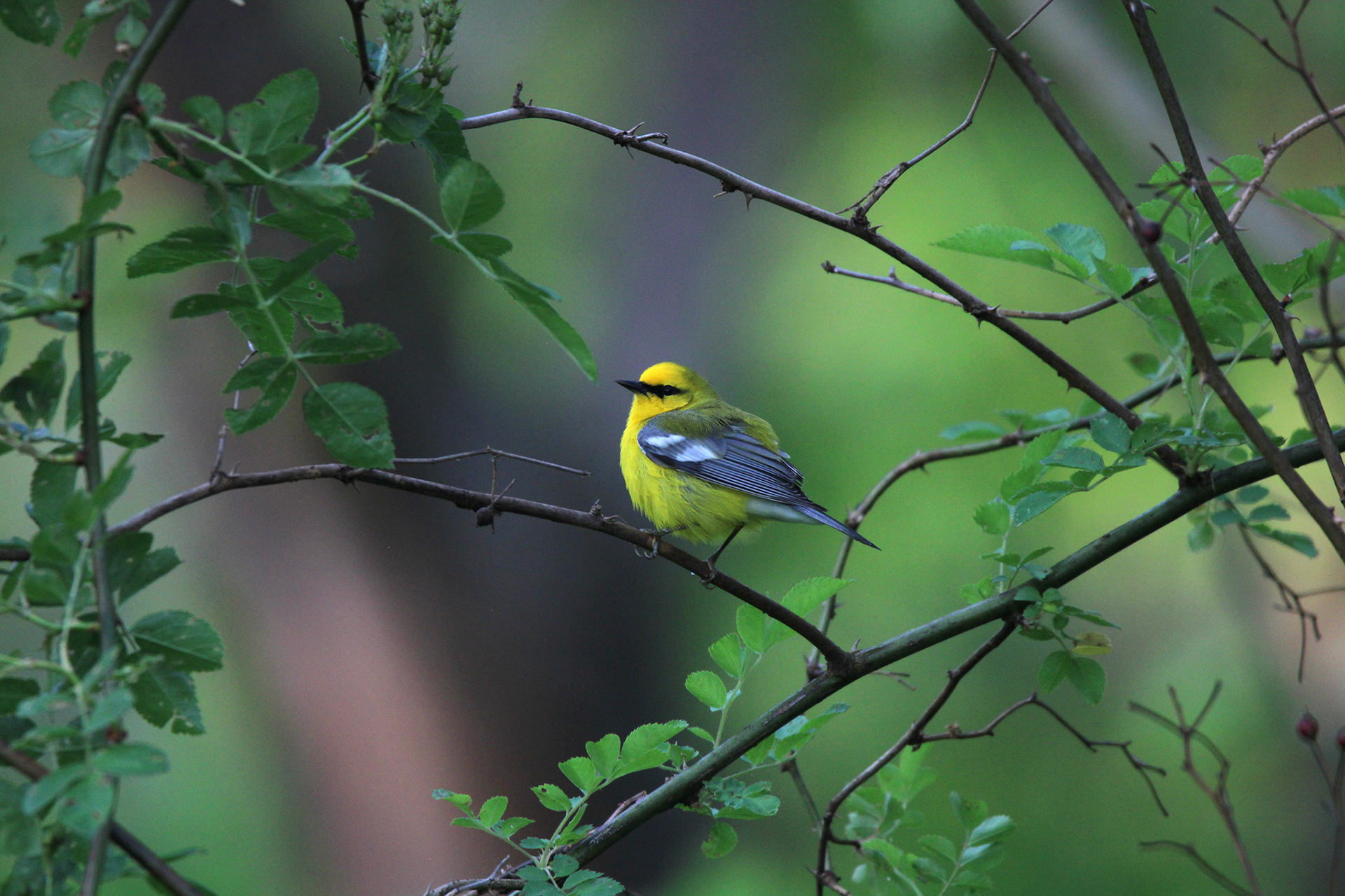 Blue-winged Warbler