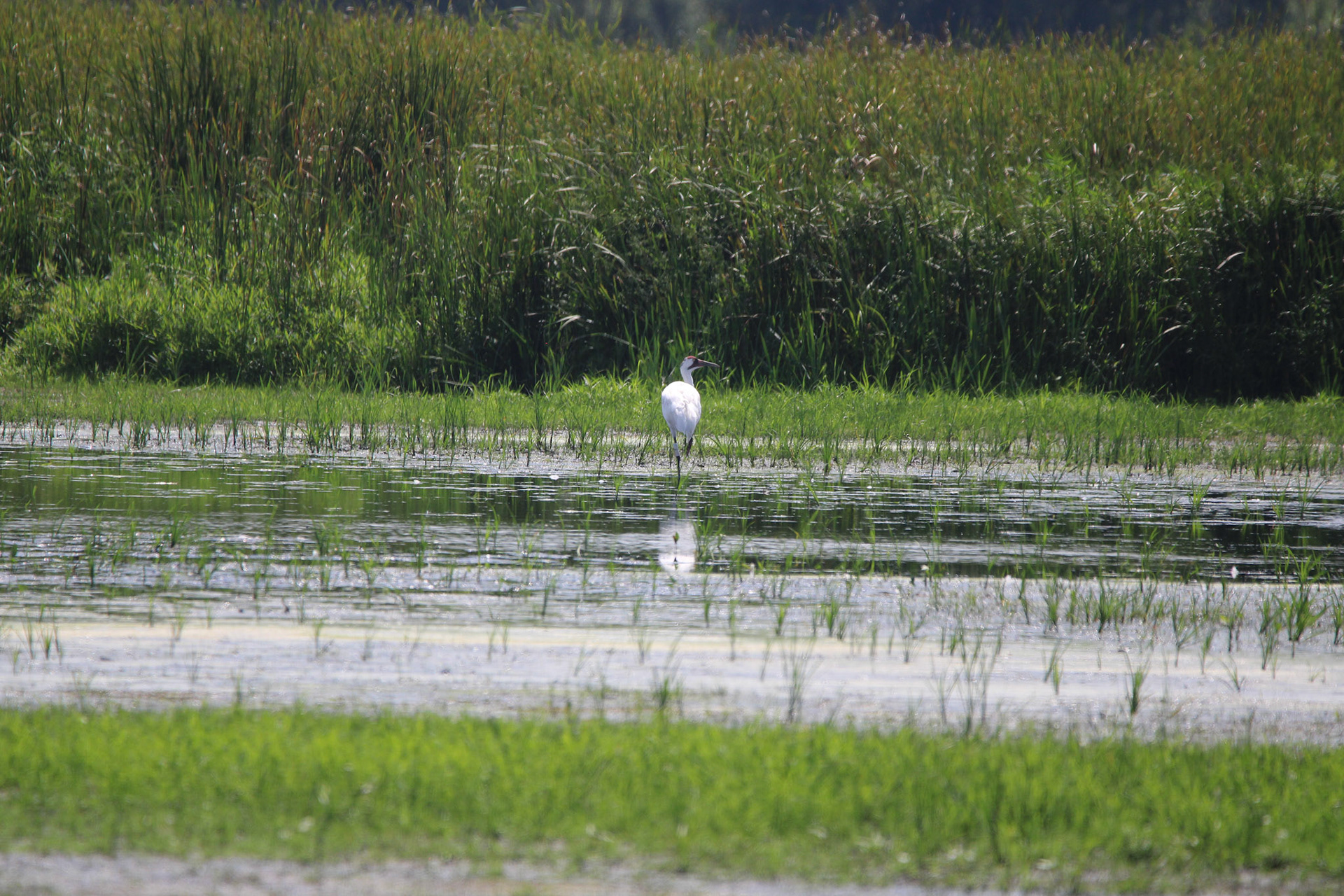 Whooping Crane - Horicon Marsh