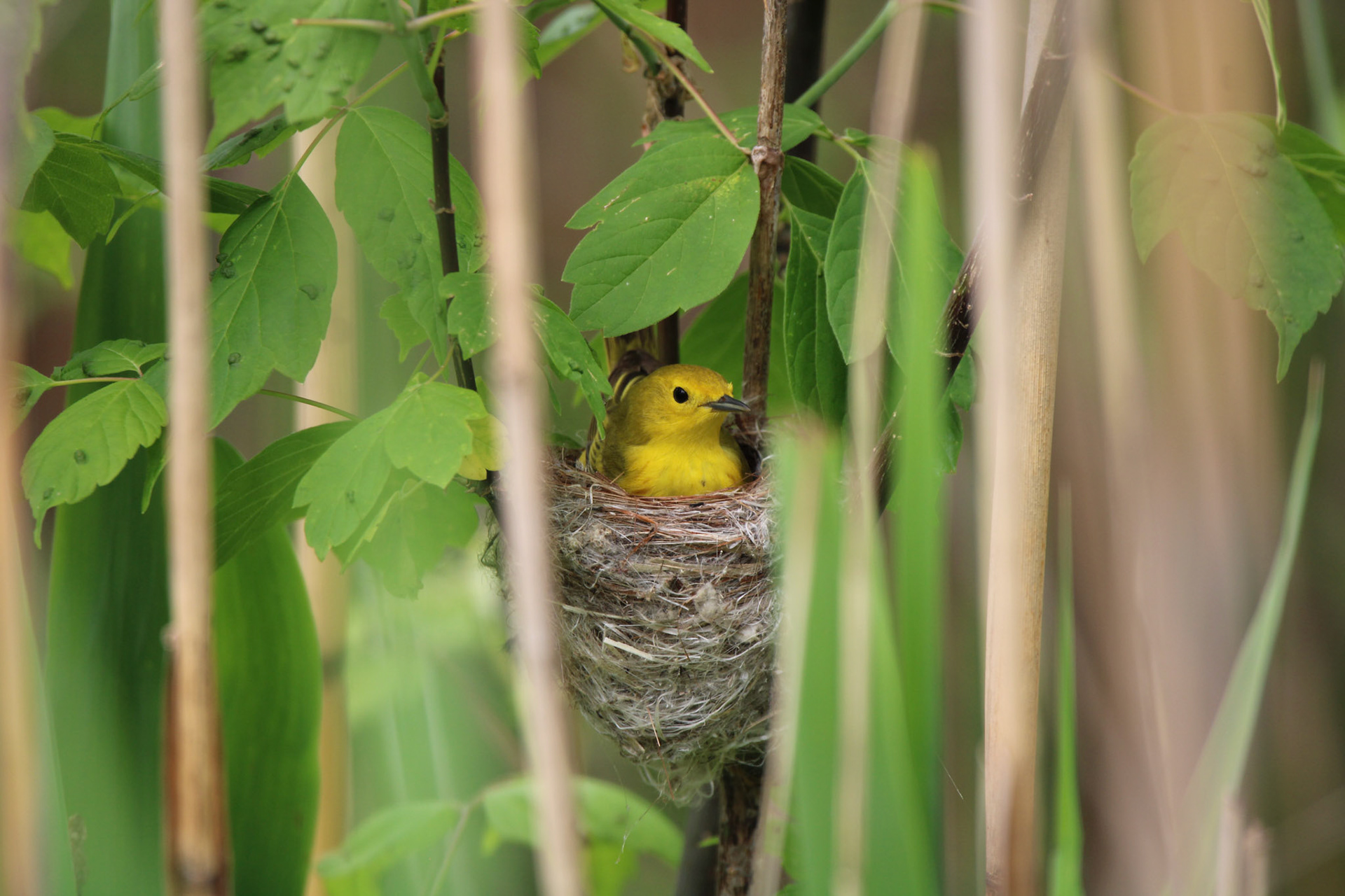 Yellow Warbler