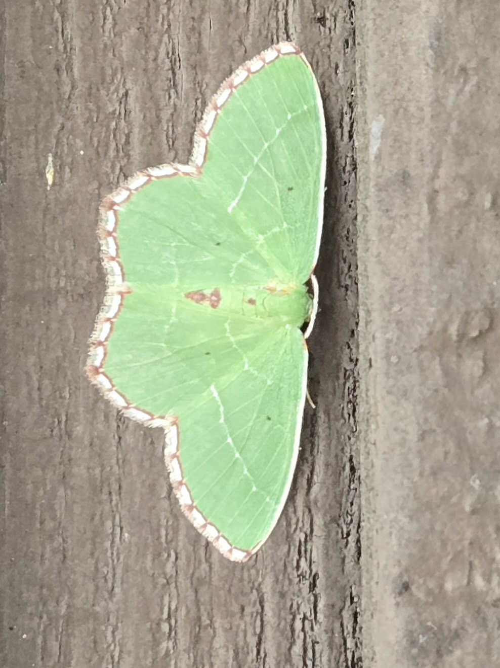 Red-fringed Emerald Moth