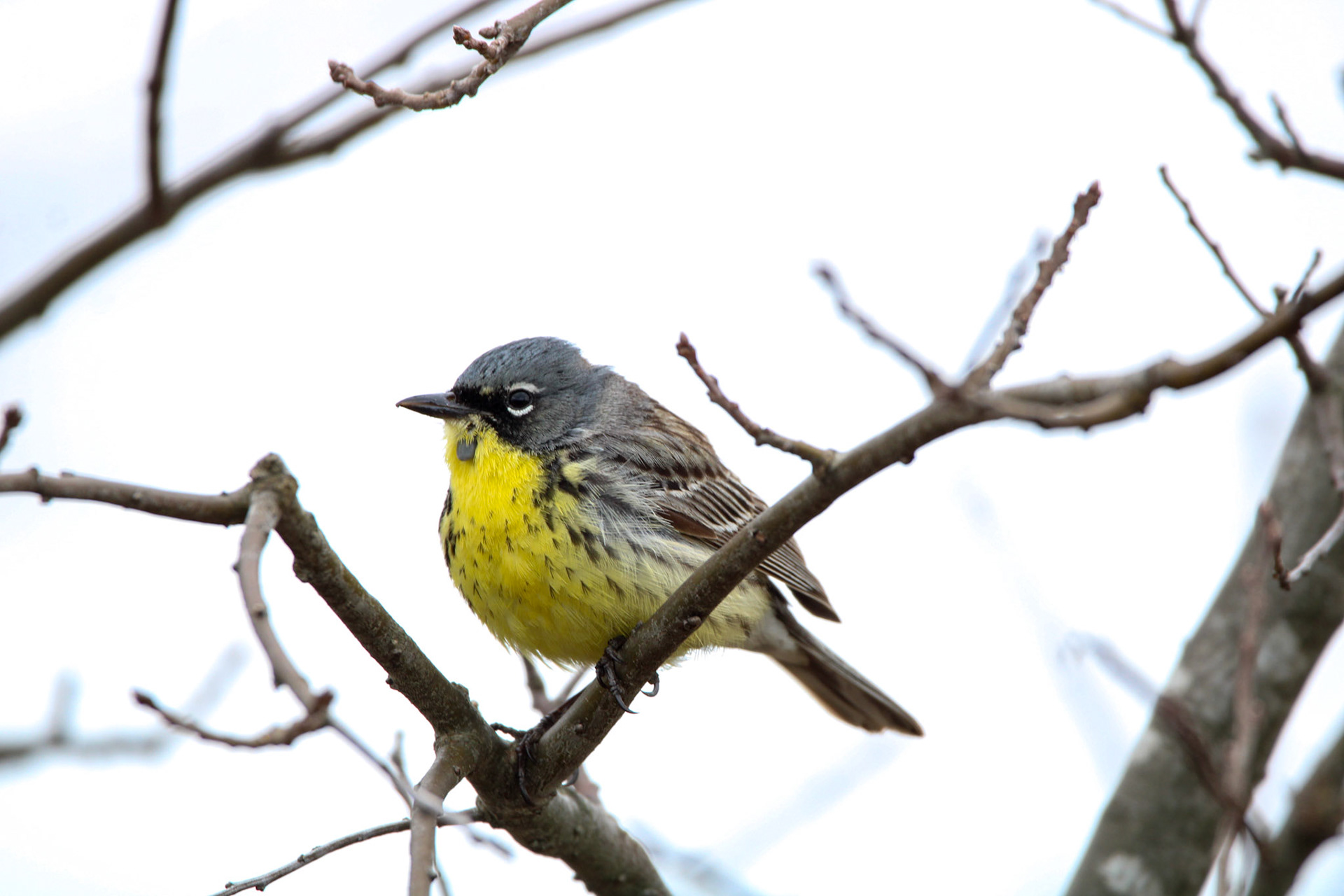 Kirtland's Warbler