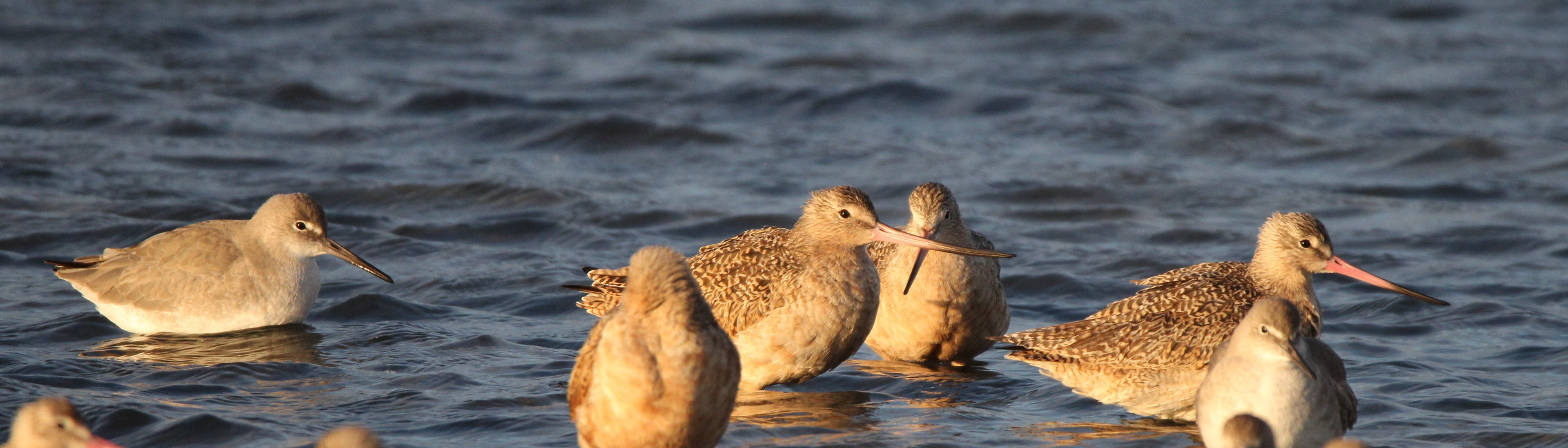 Marbled Godwit and Willet