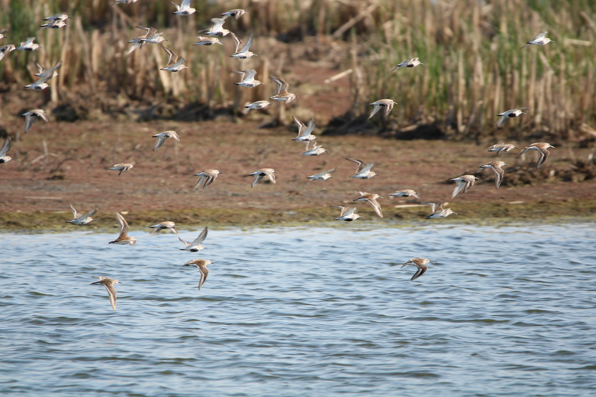 Dunlin