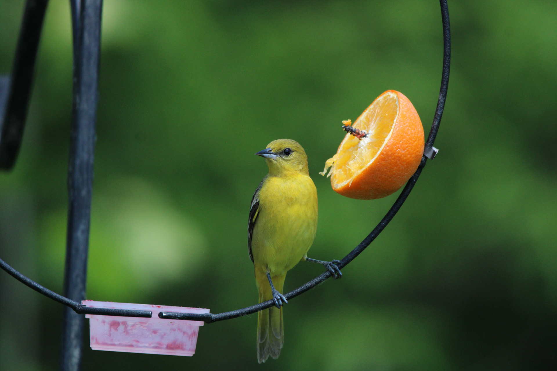 Orchard Oriole (F)