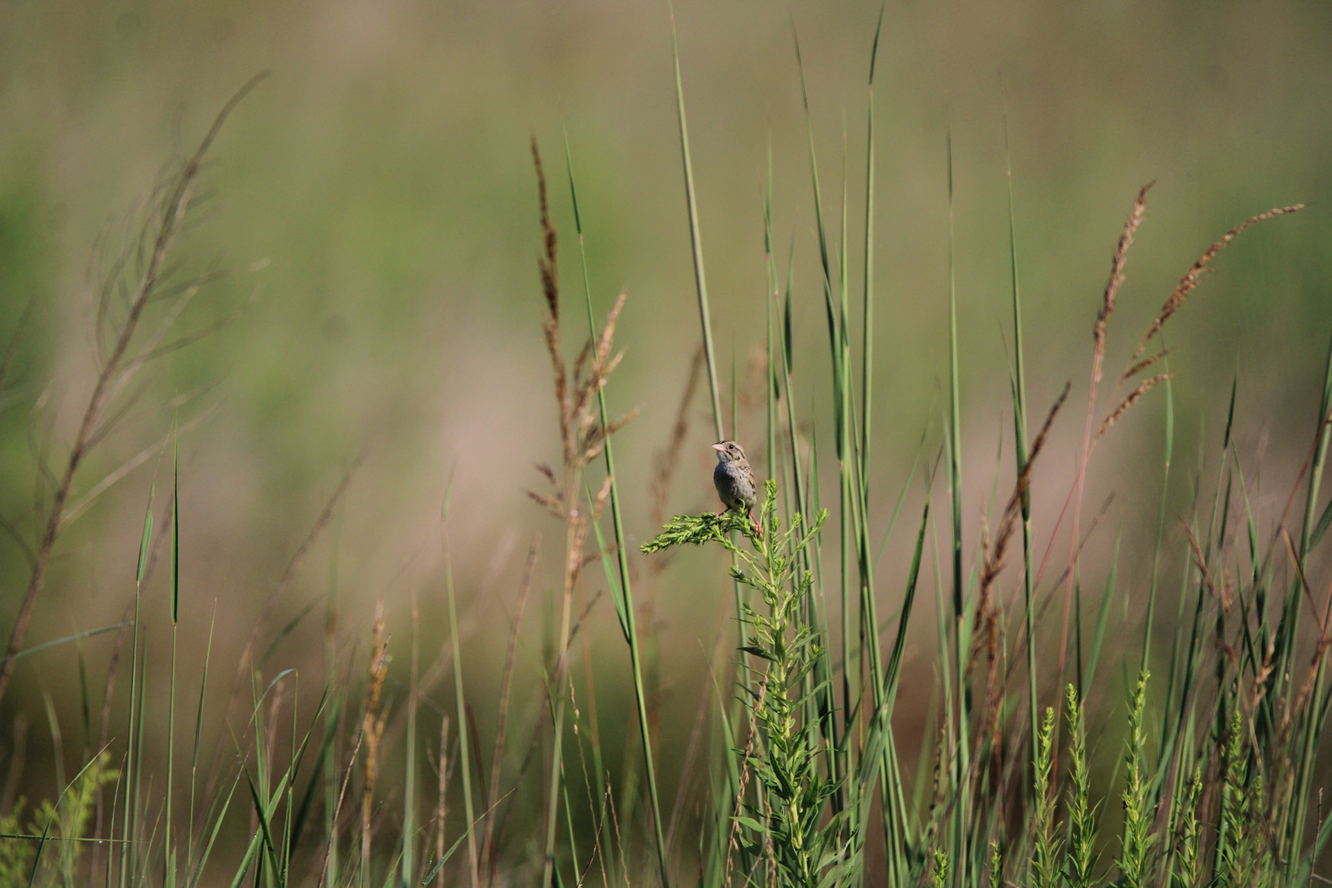 Henslow's Sparrow