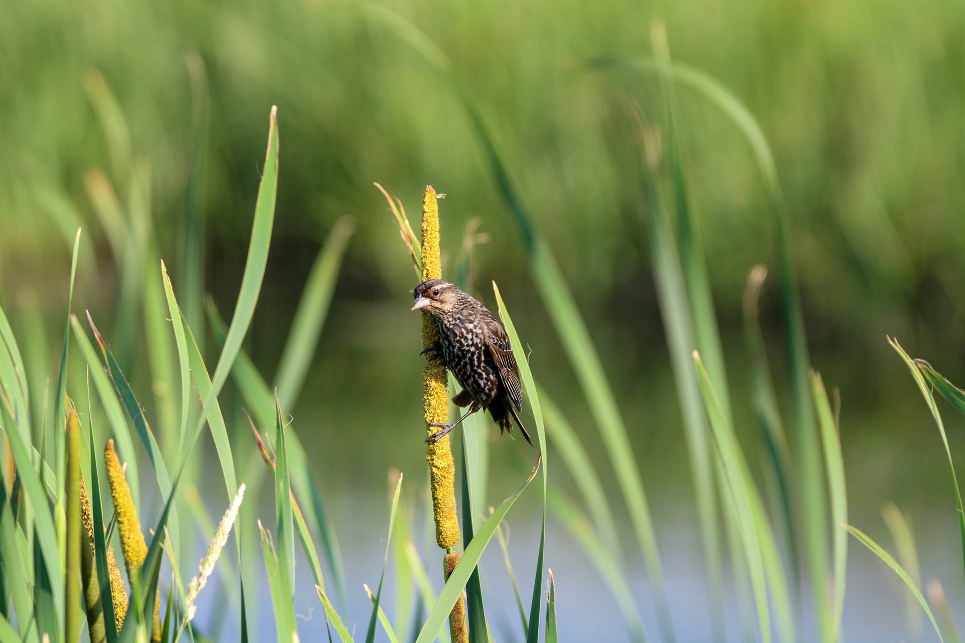 Red-winged Blackbird