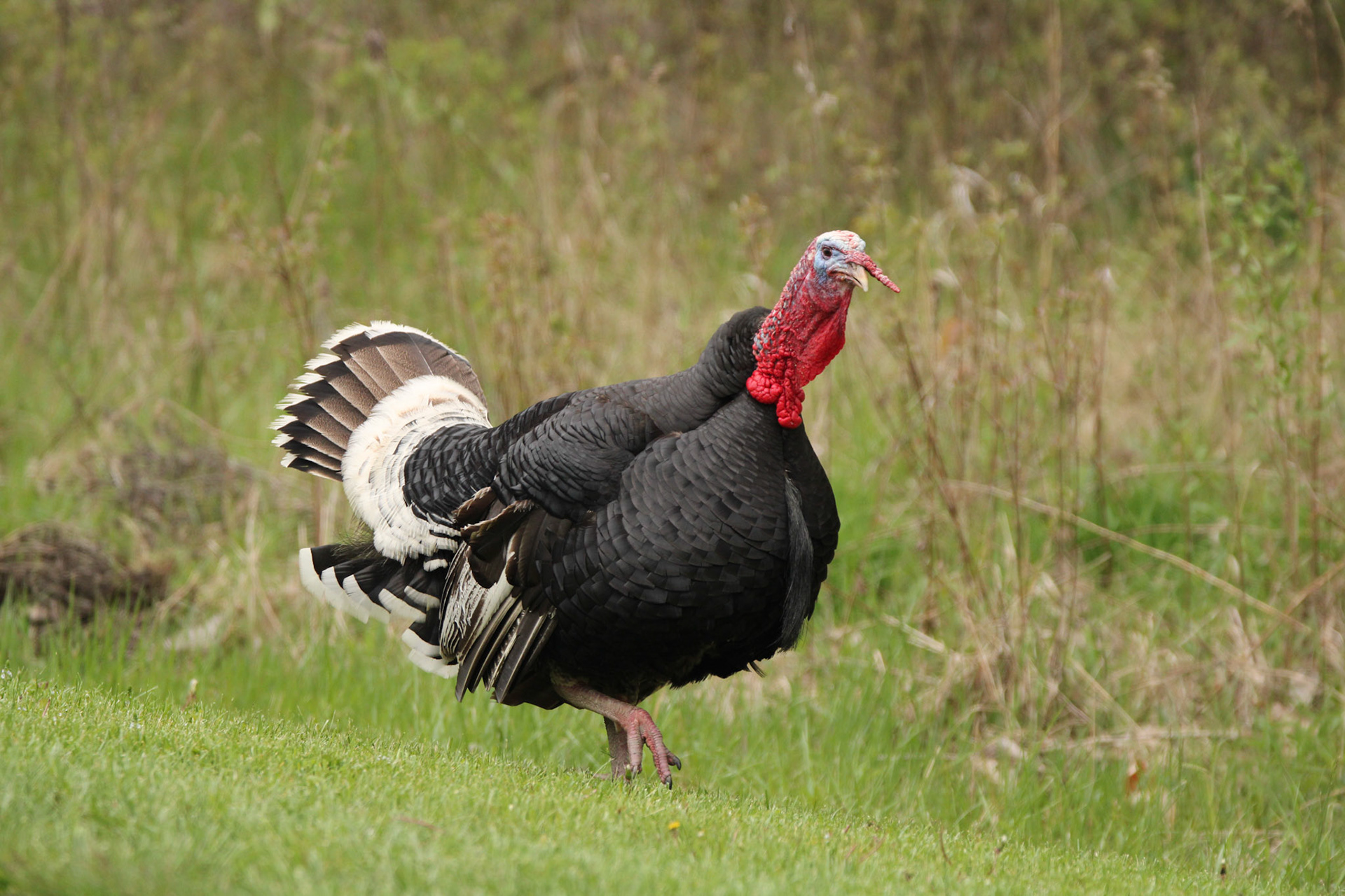 Wild Turkey