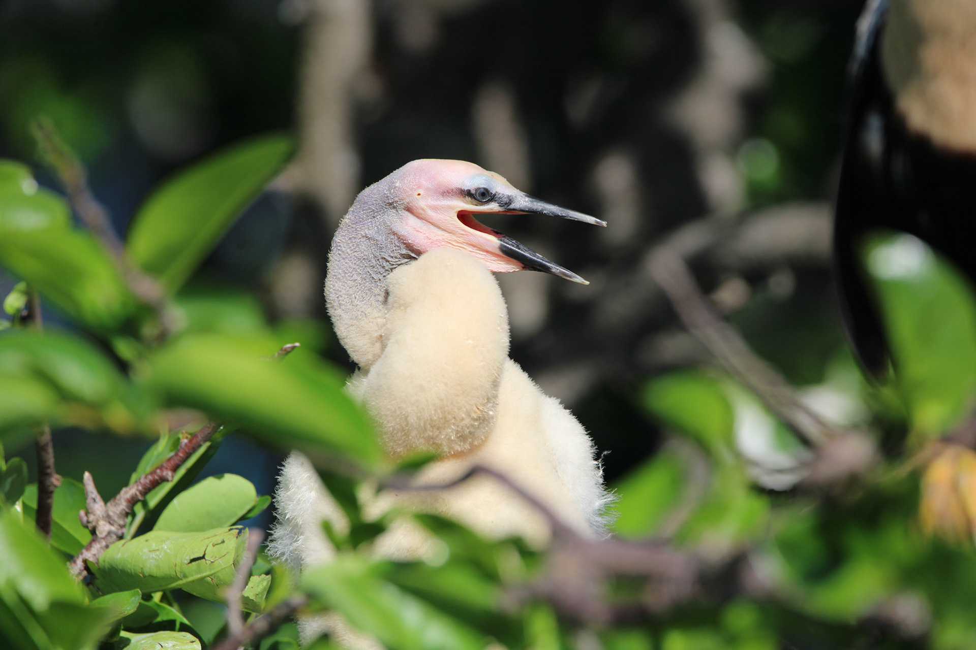 Anhinga - Wakodahatchee Wetlands