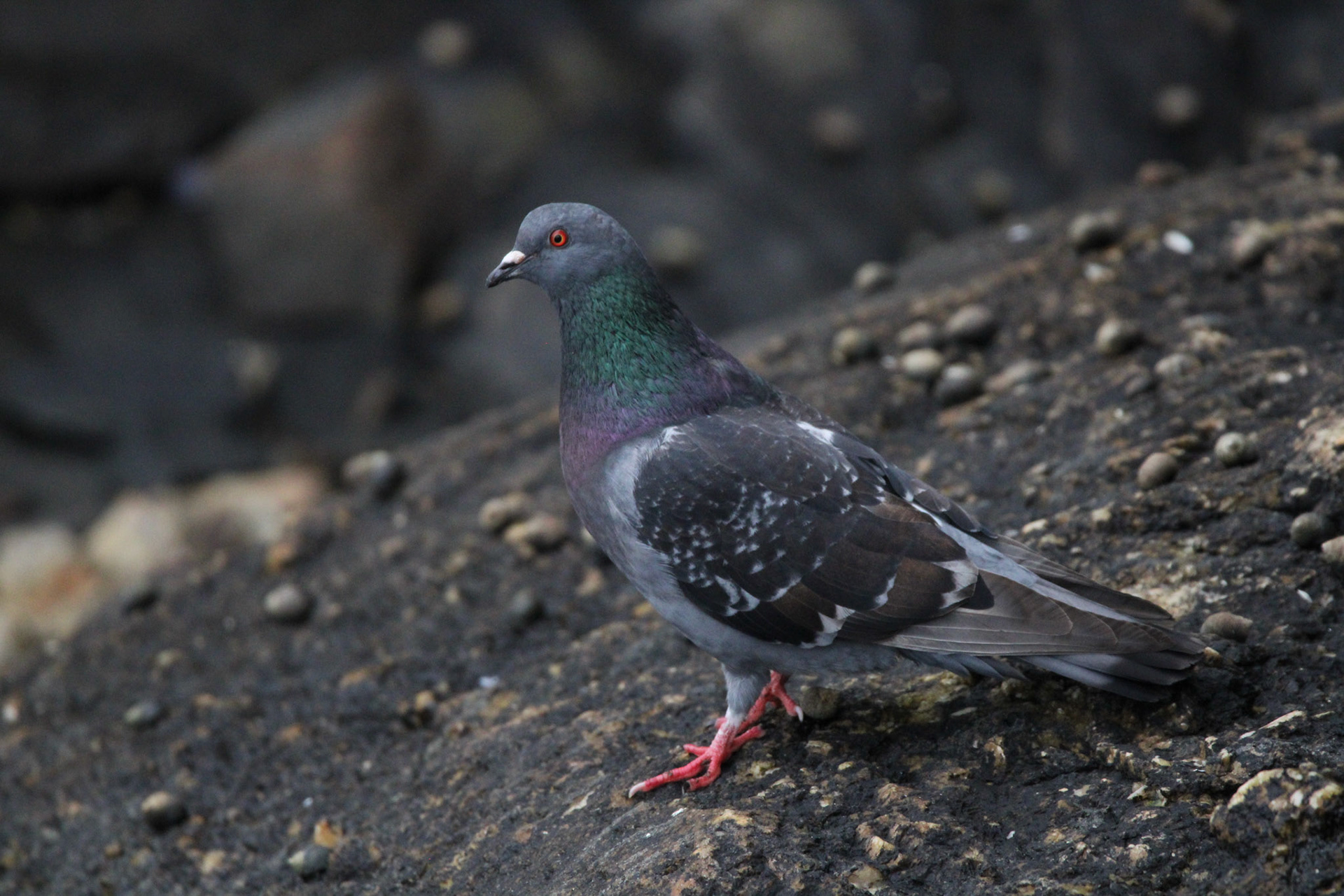 Rock Pigeon