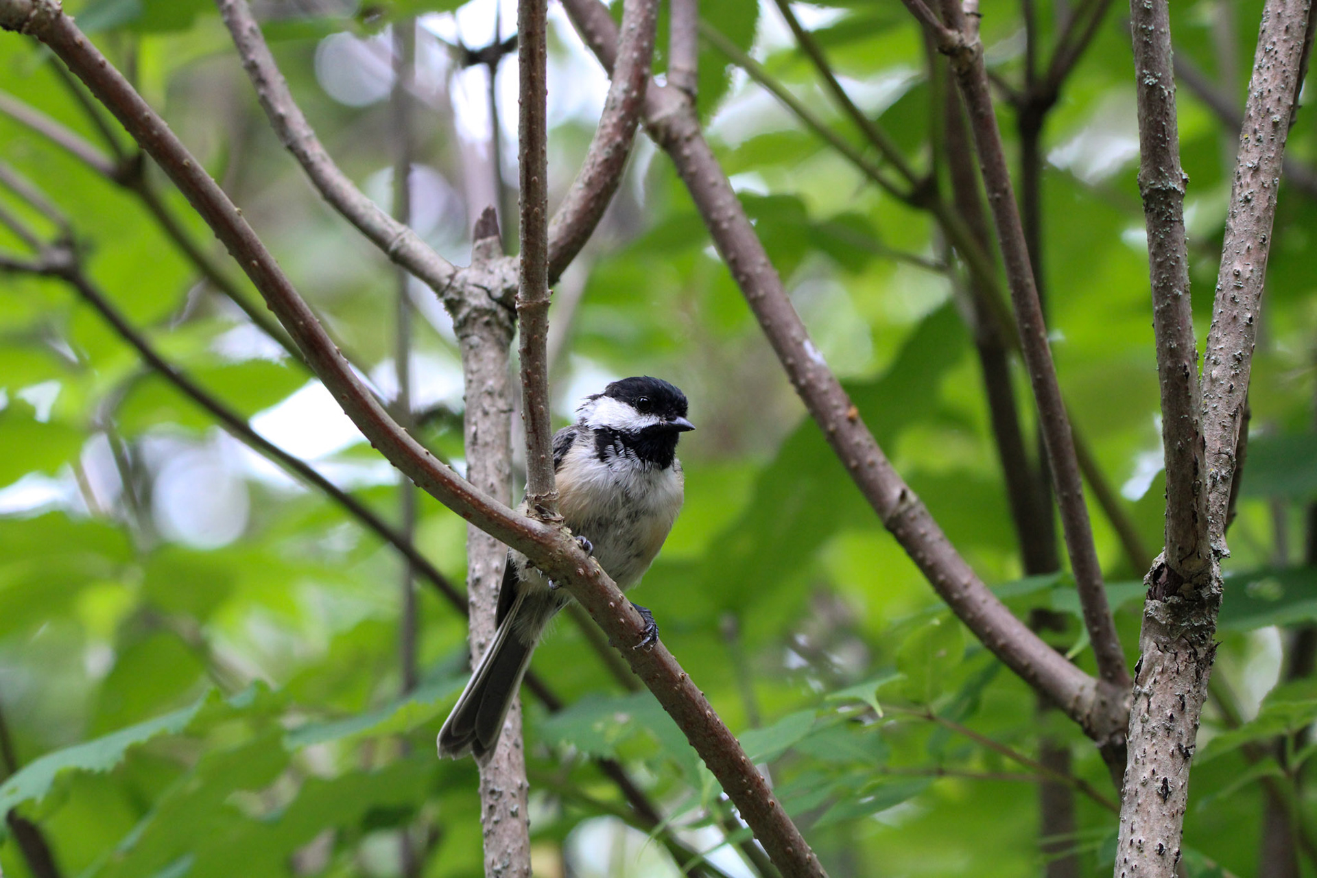 Black-capped Chickadee - Isle Royale National Park