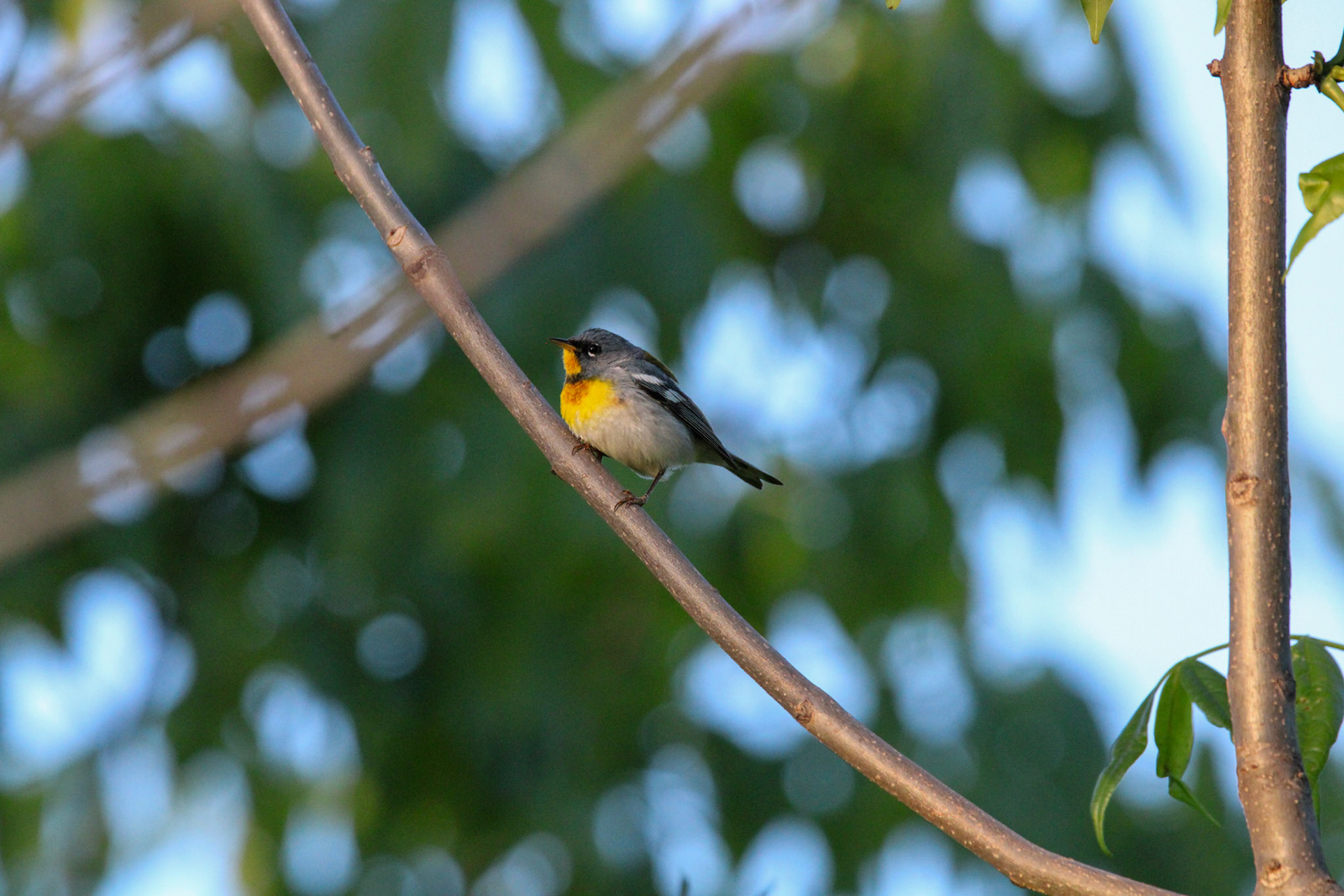 Northern Parula