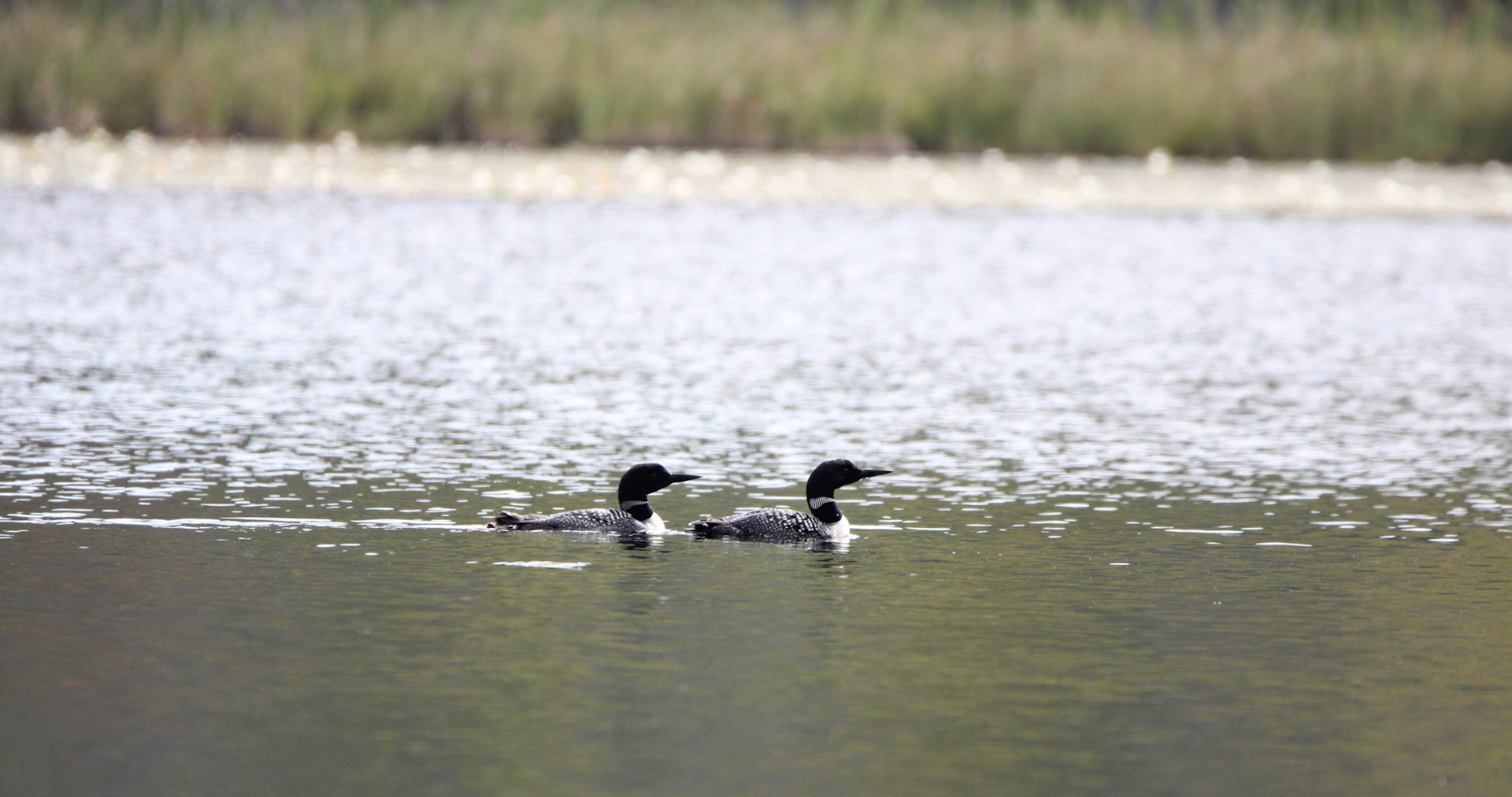 Common Loon