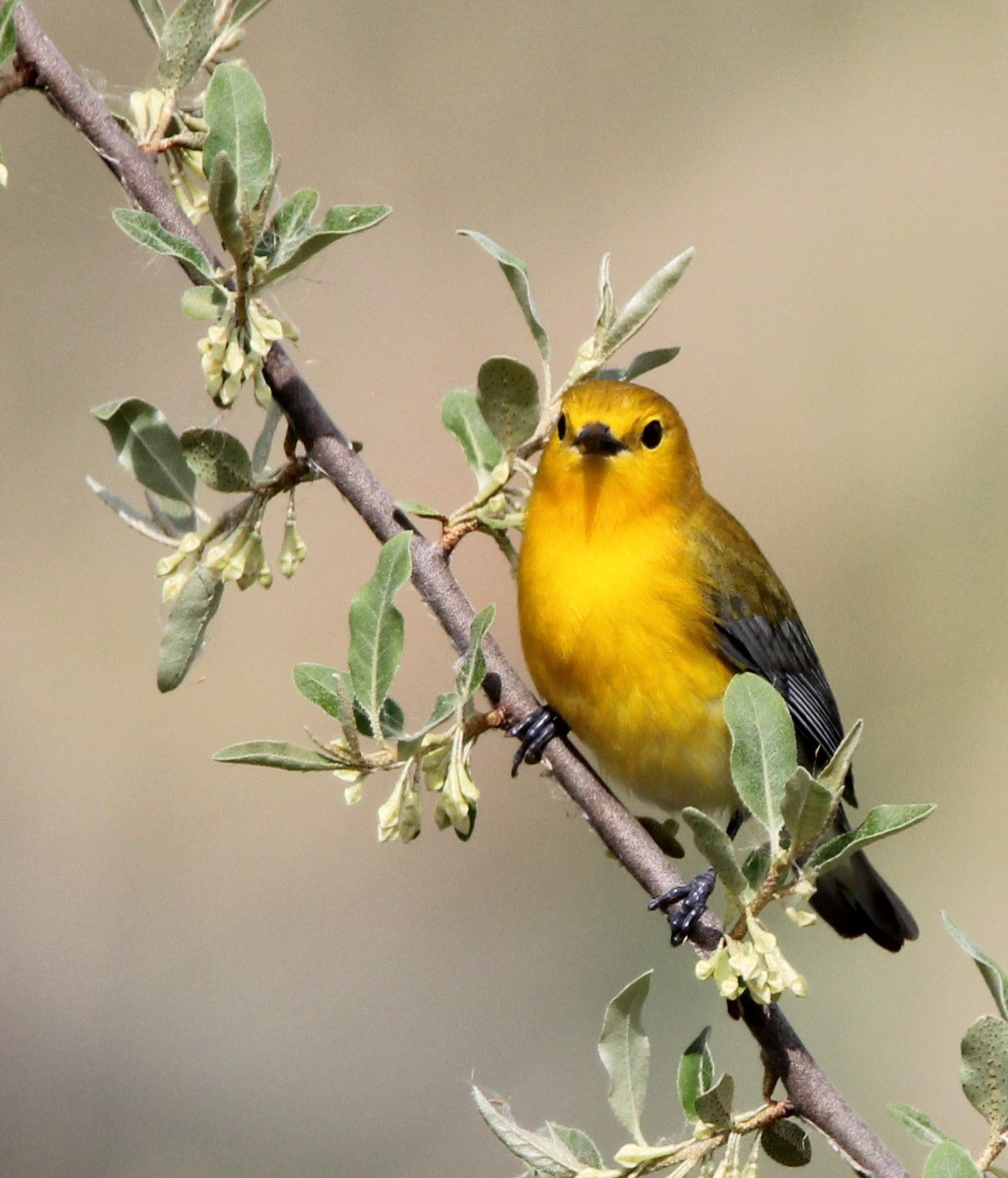 Prothonotary Warbler