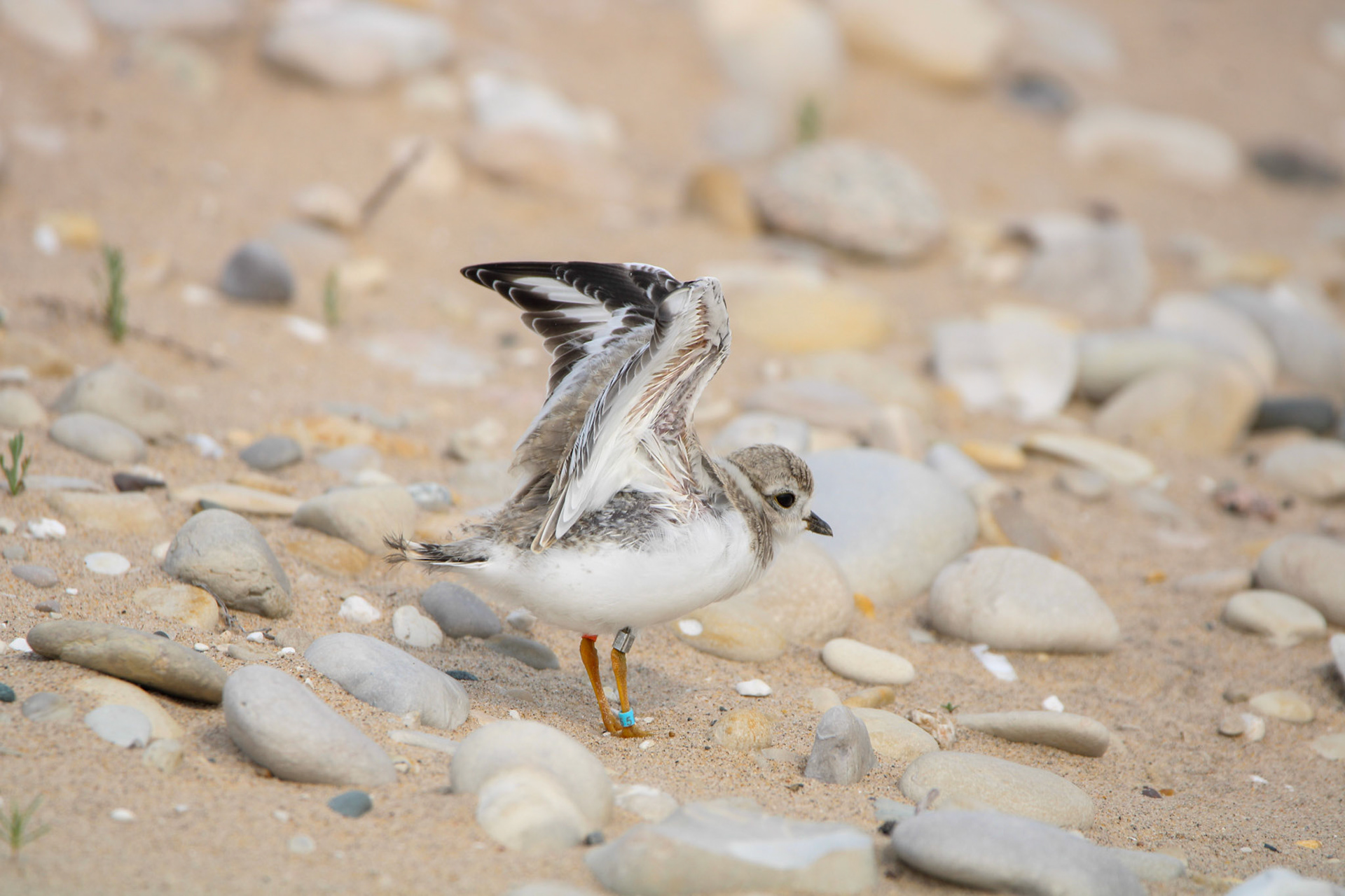 Piping Plover