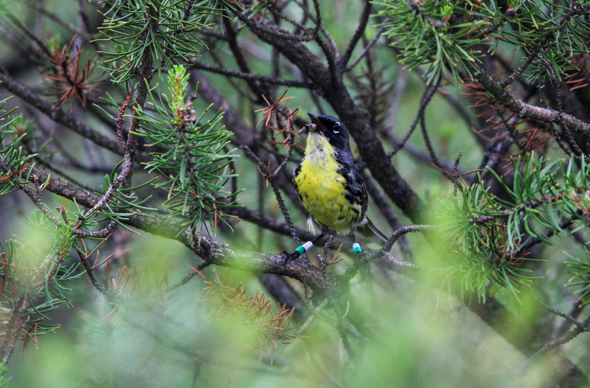 Kirtland's Warbler - Huron National Forest