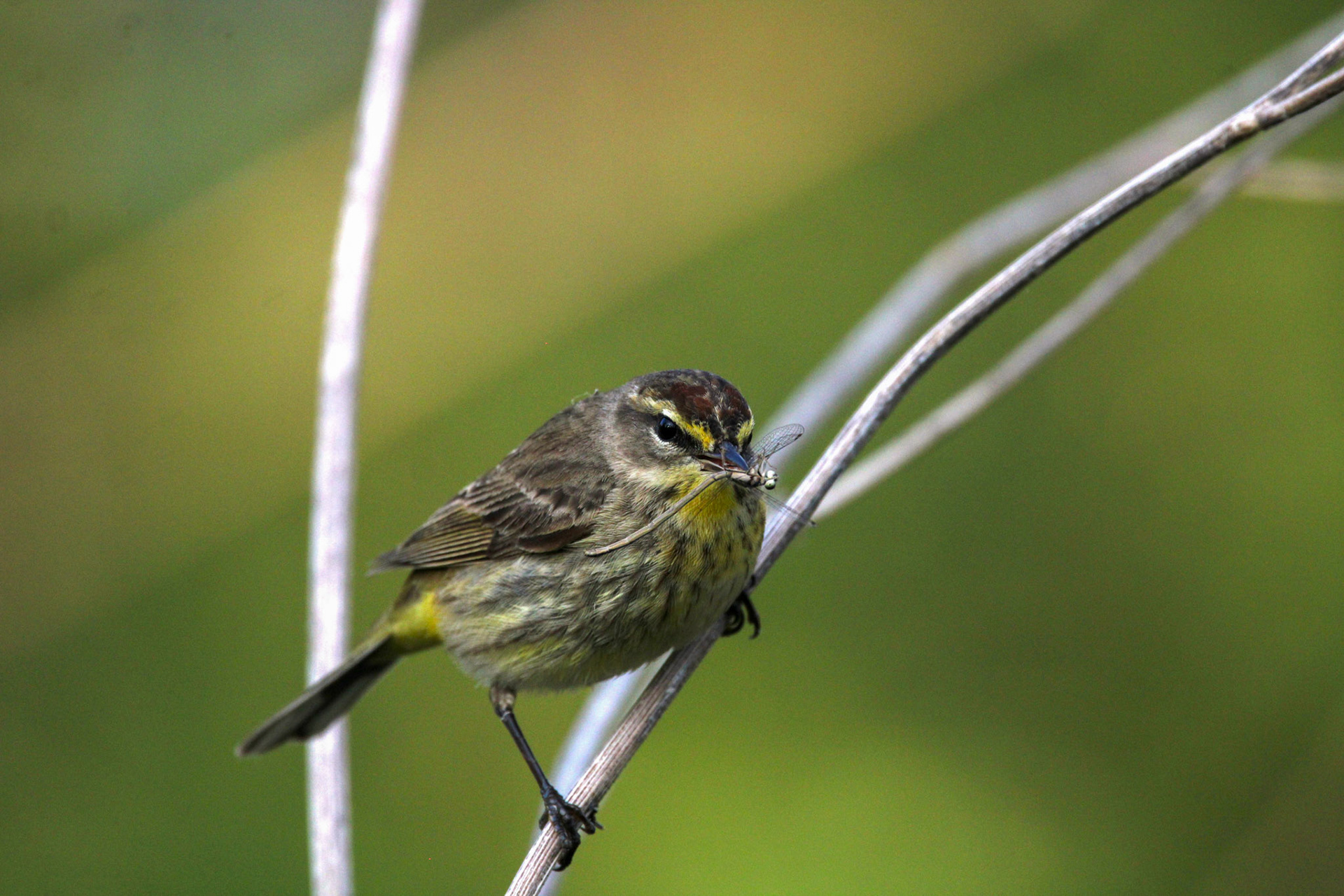 Palm Warbler