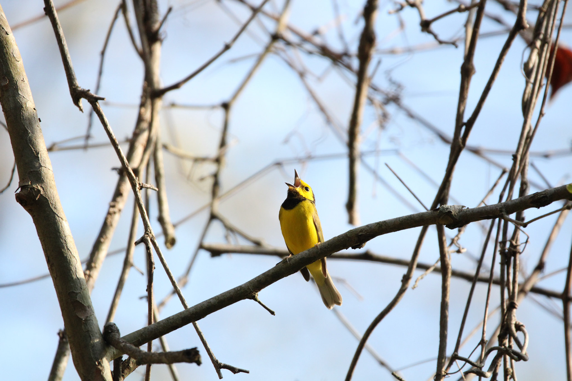 Hooded Warbler