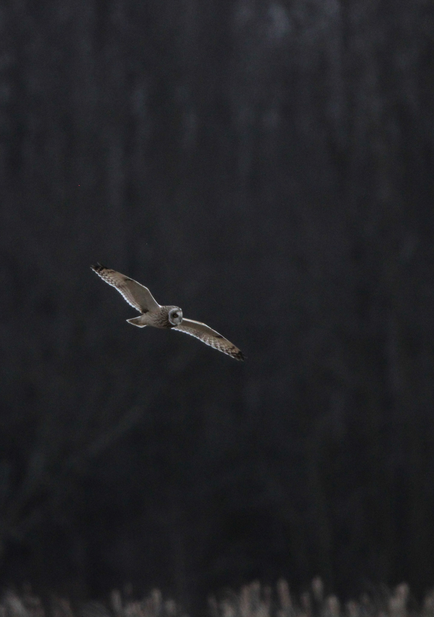 Short-eared Owl