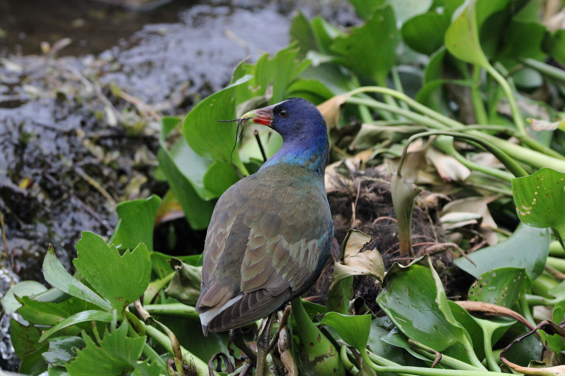 Purple Gallinule