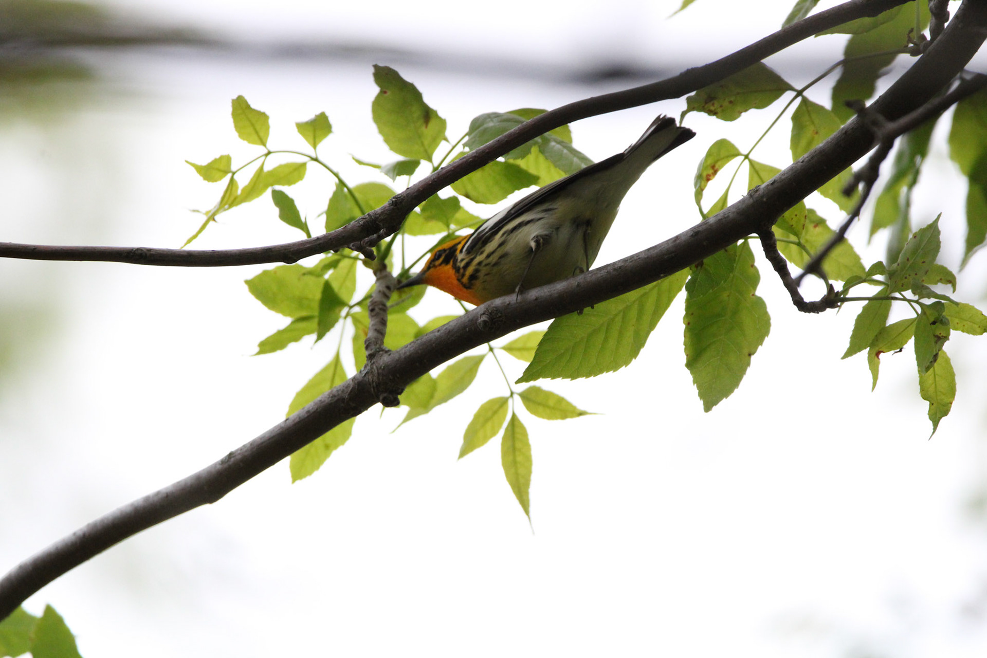 Blackburnian Warbler