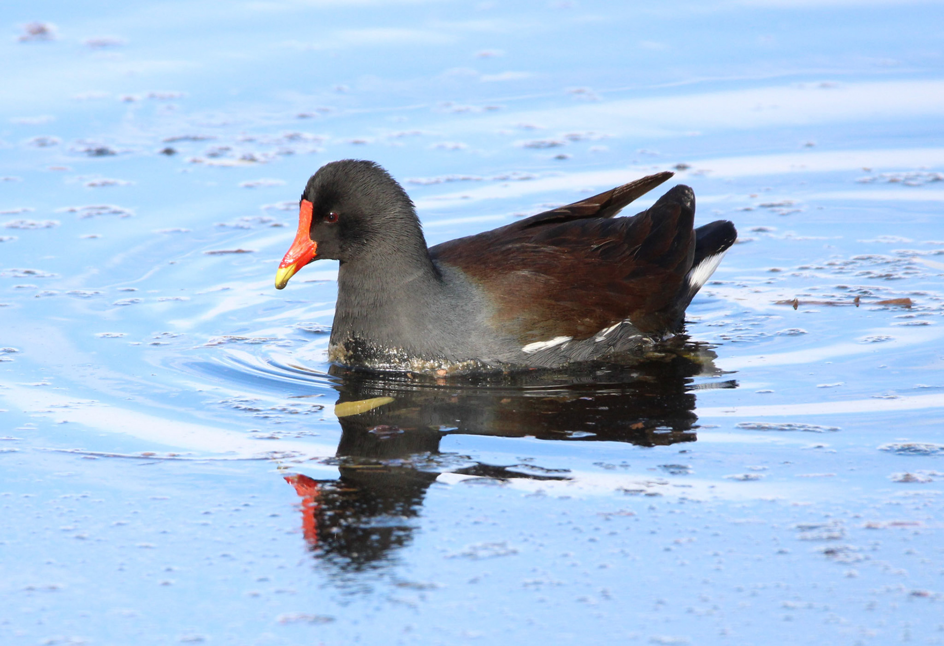 Common Gallinule