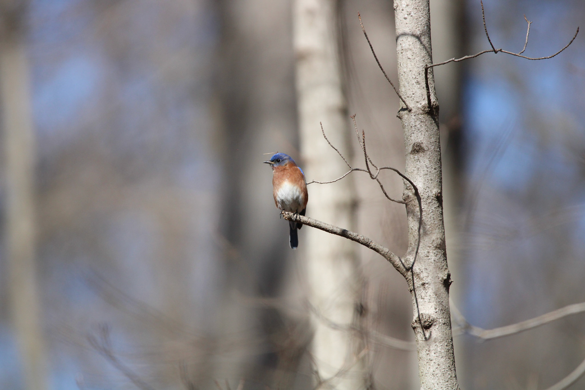 Eastern Bluebird