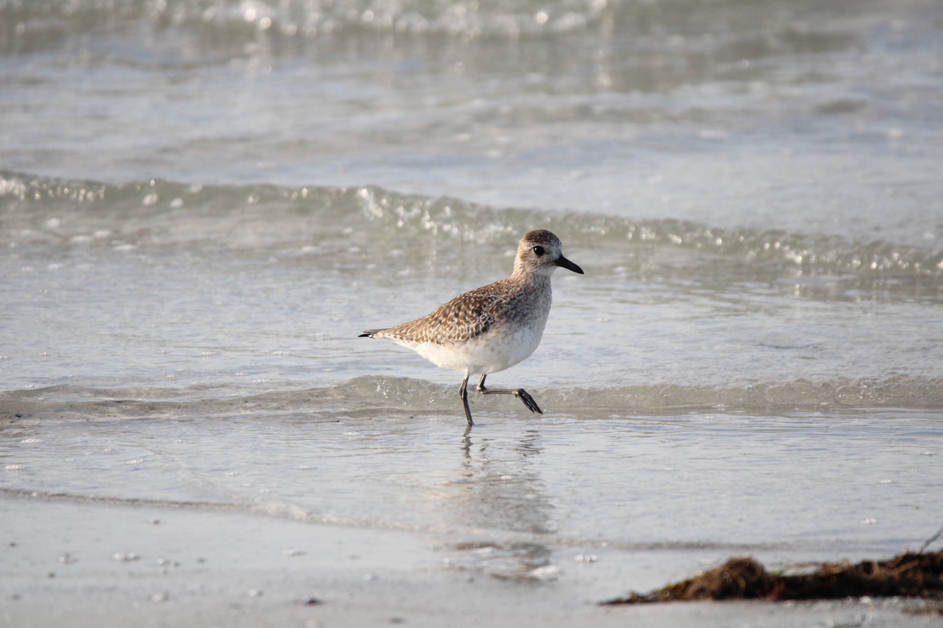 Black-bellied Plover