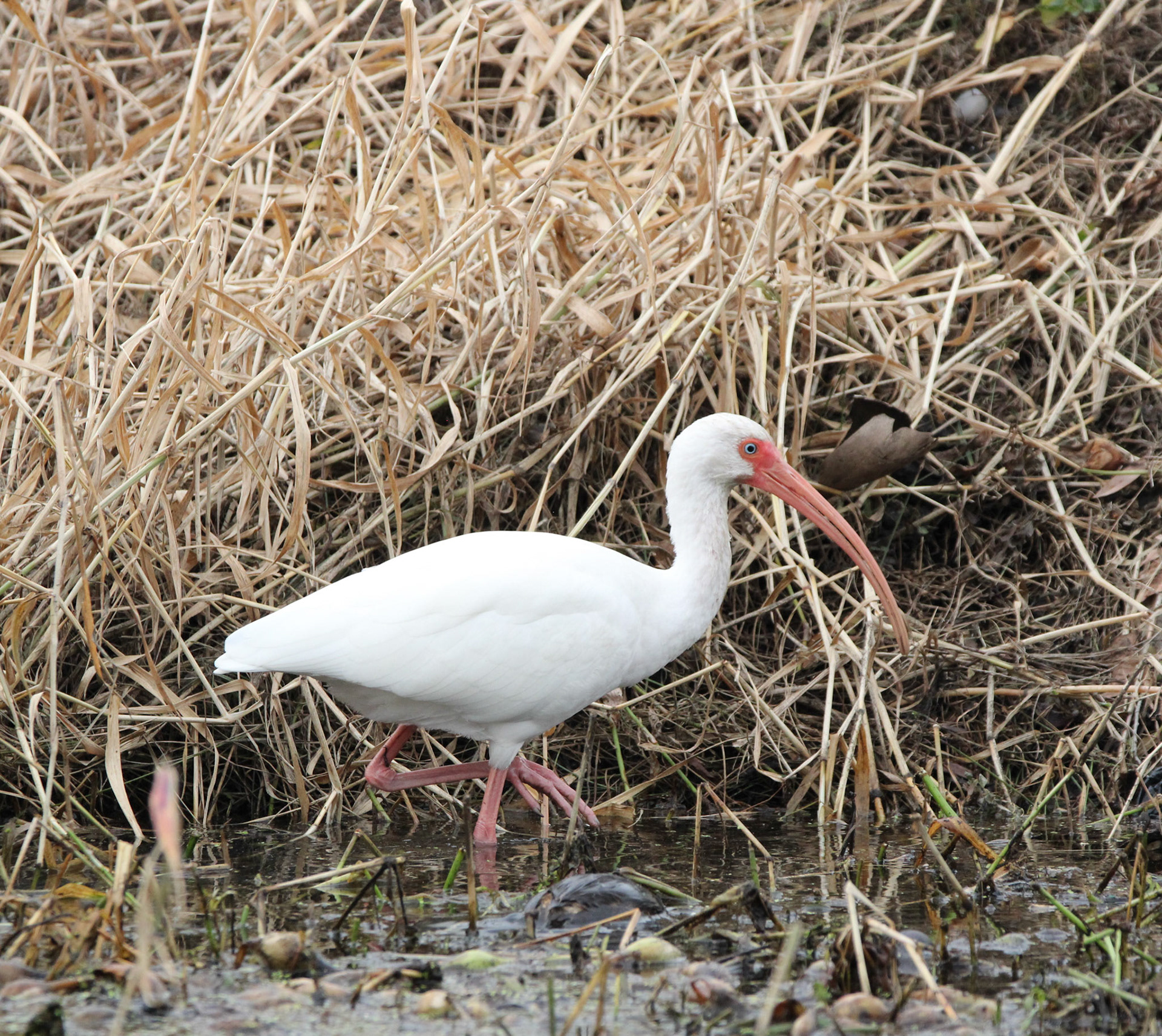 White Ibis