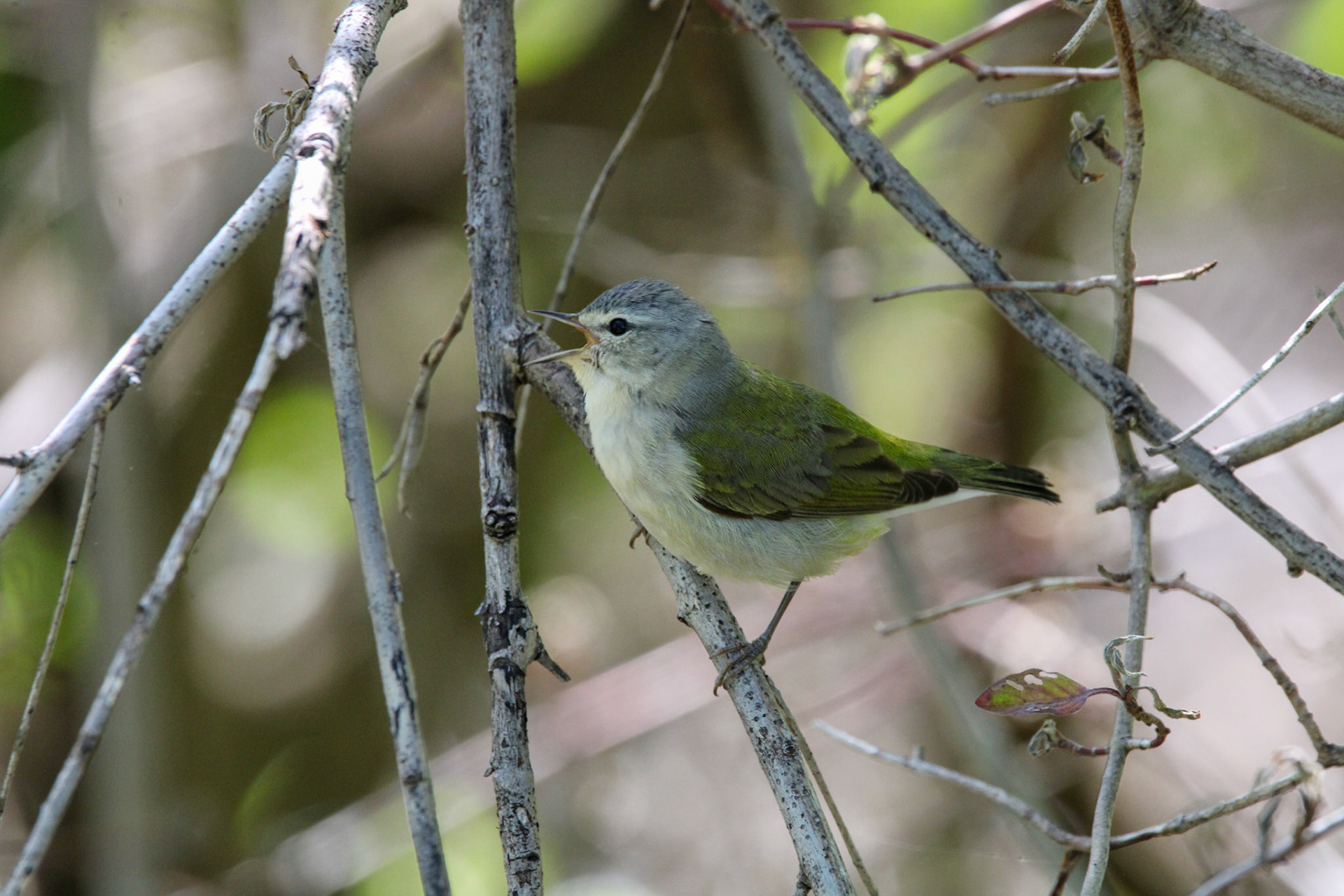 Tennessee Warbler