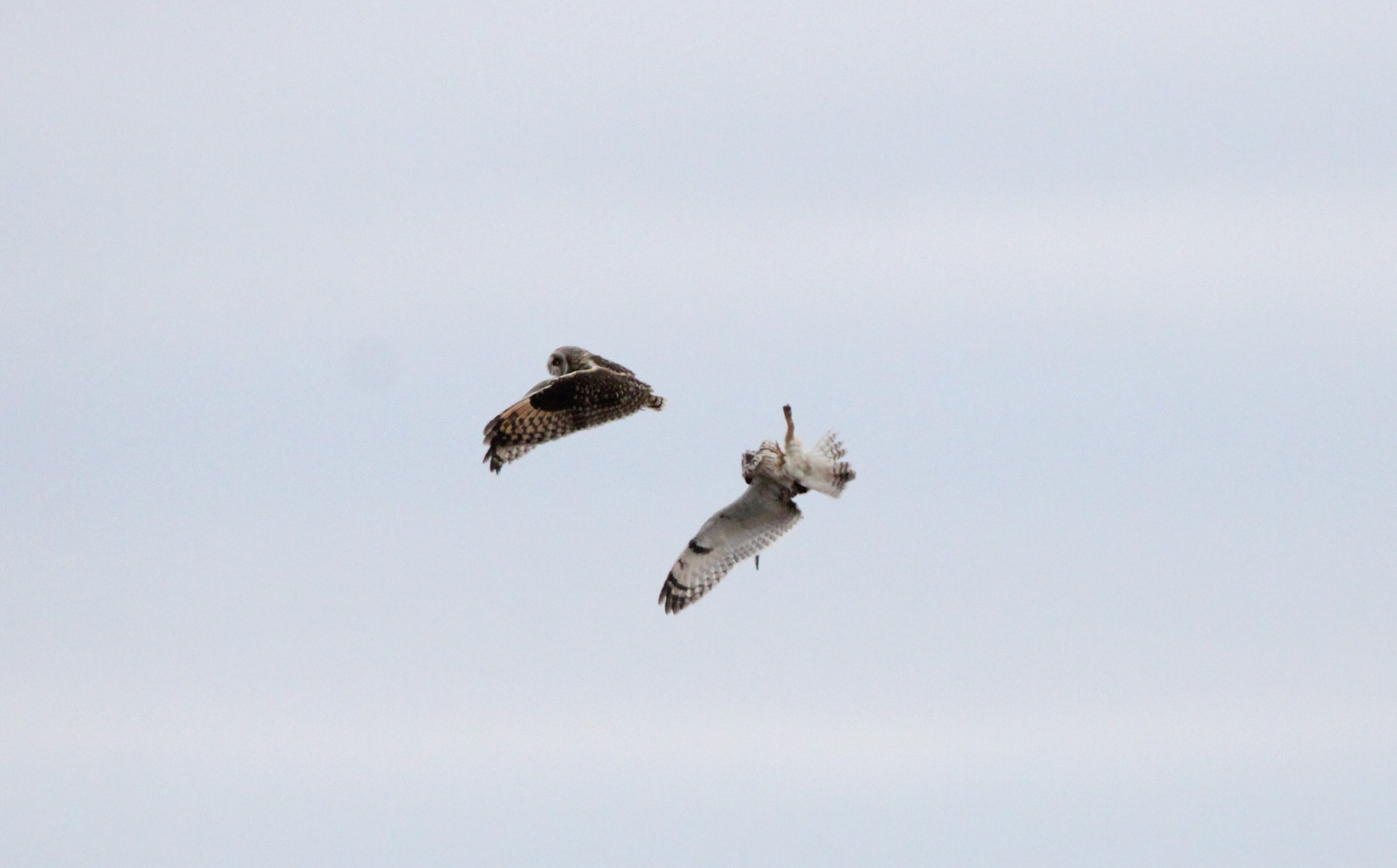 Short-eared Owls