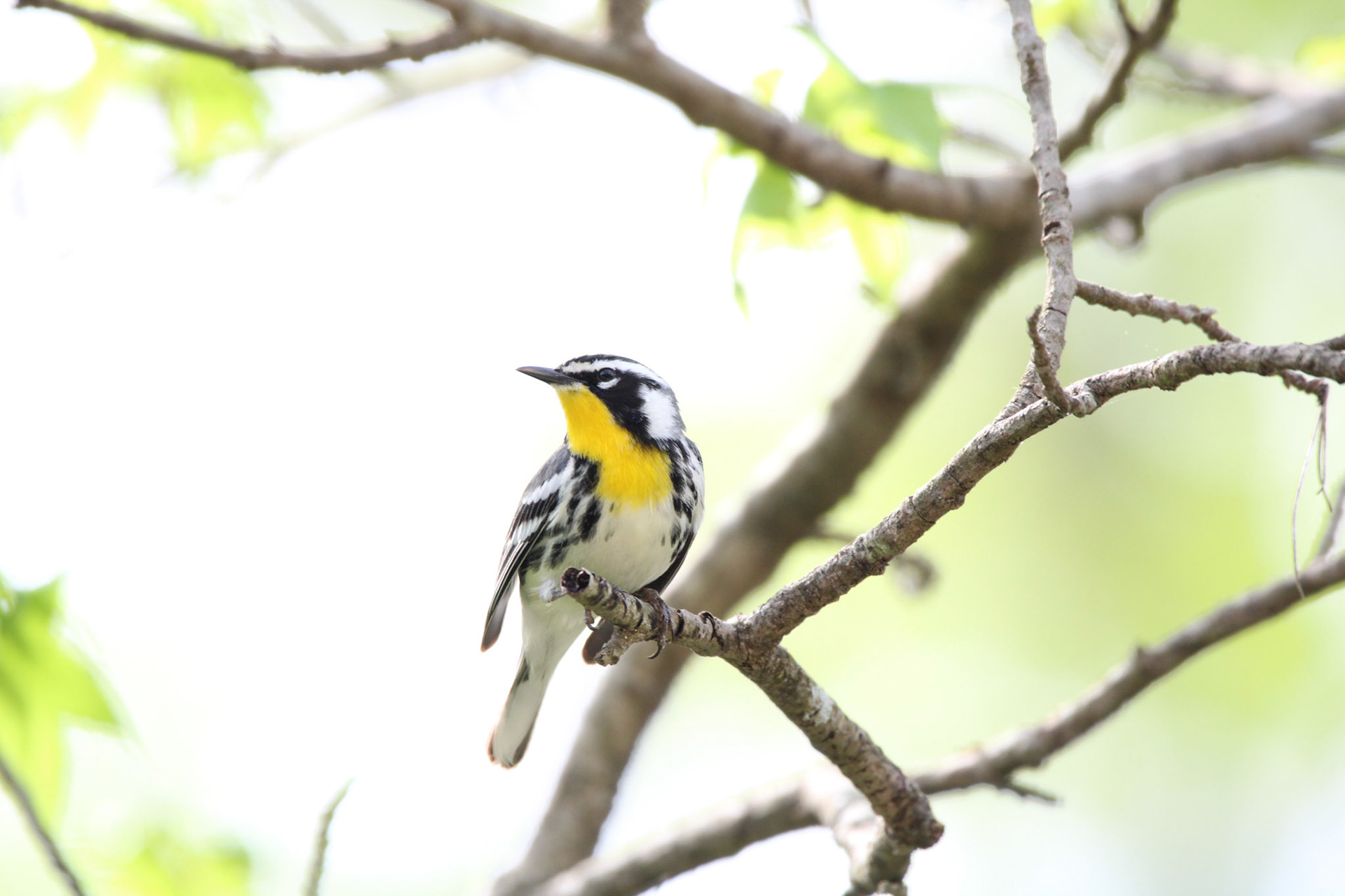 Yellow-throated Warbler