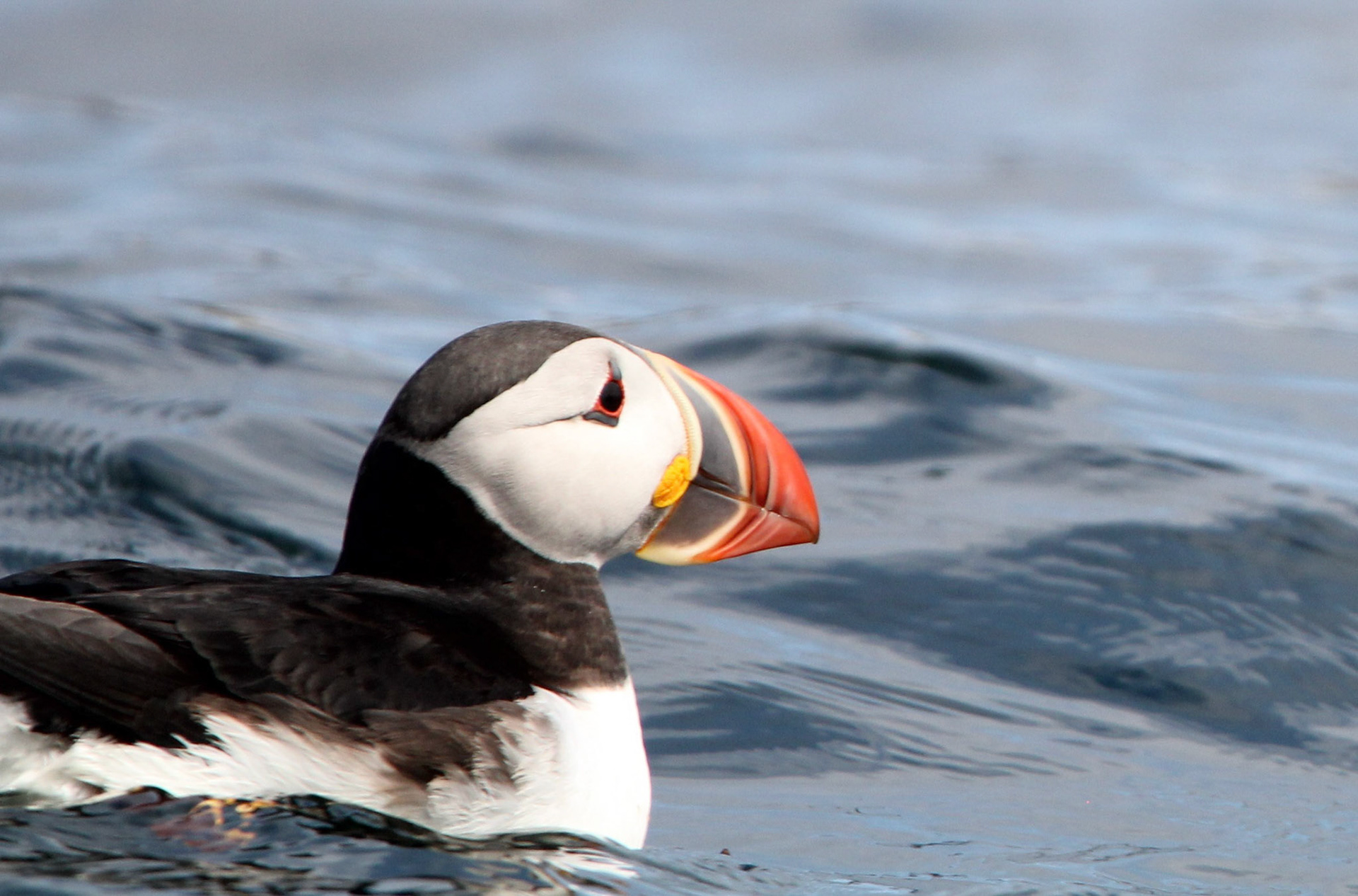 Atlantic Puffin