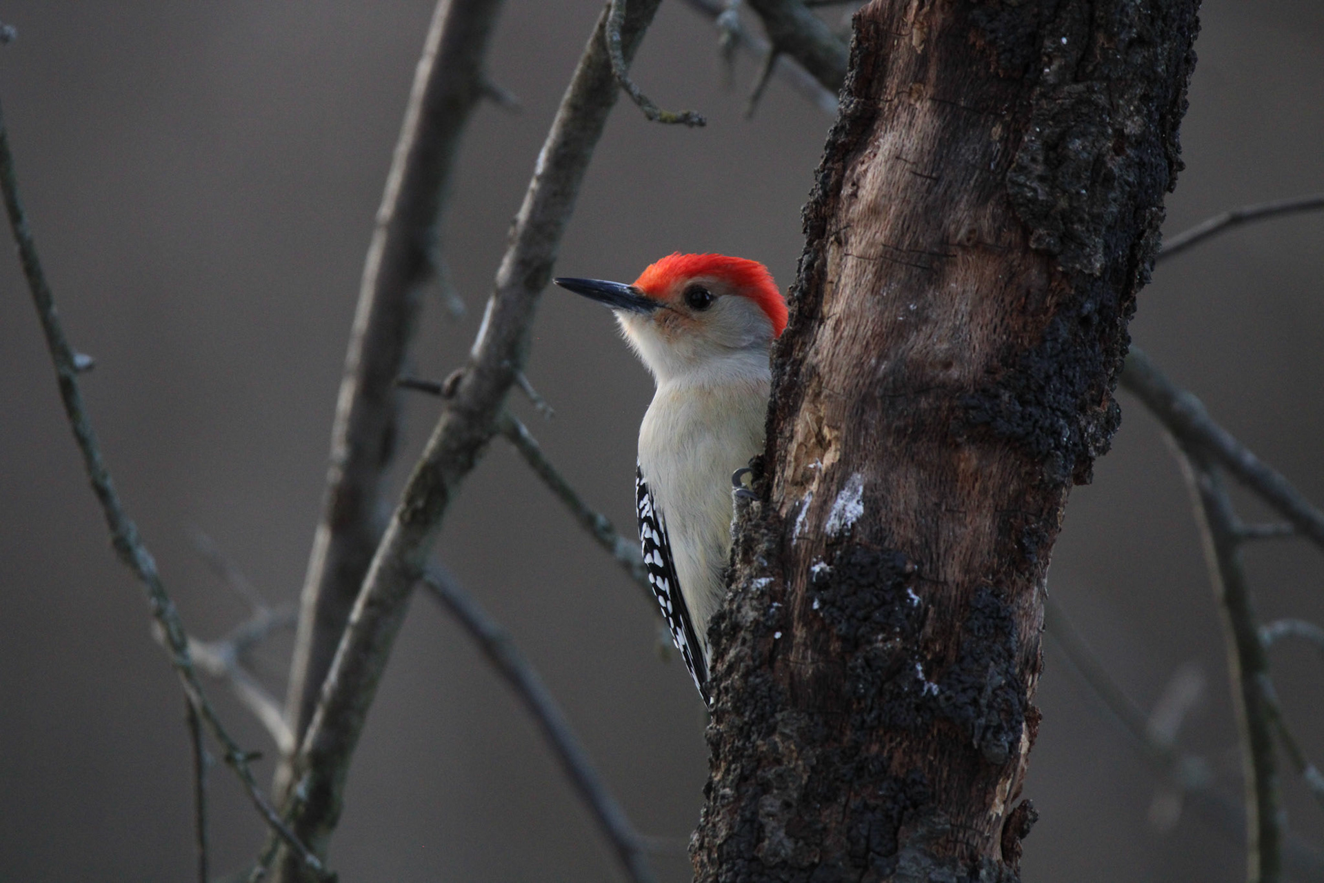 Red-bellied Woodpecker