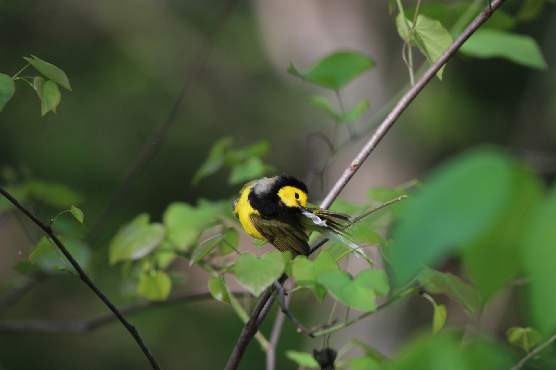 Hooded Warbler