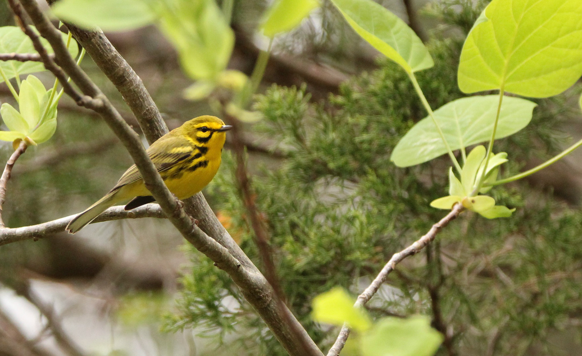 Prairie Warbler