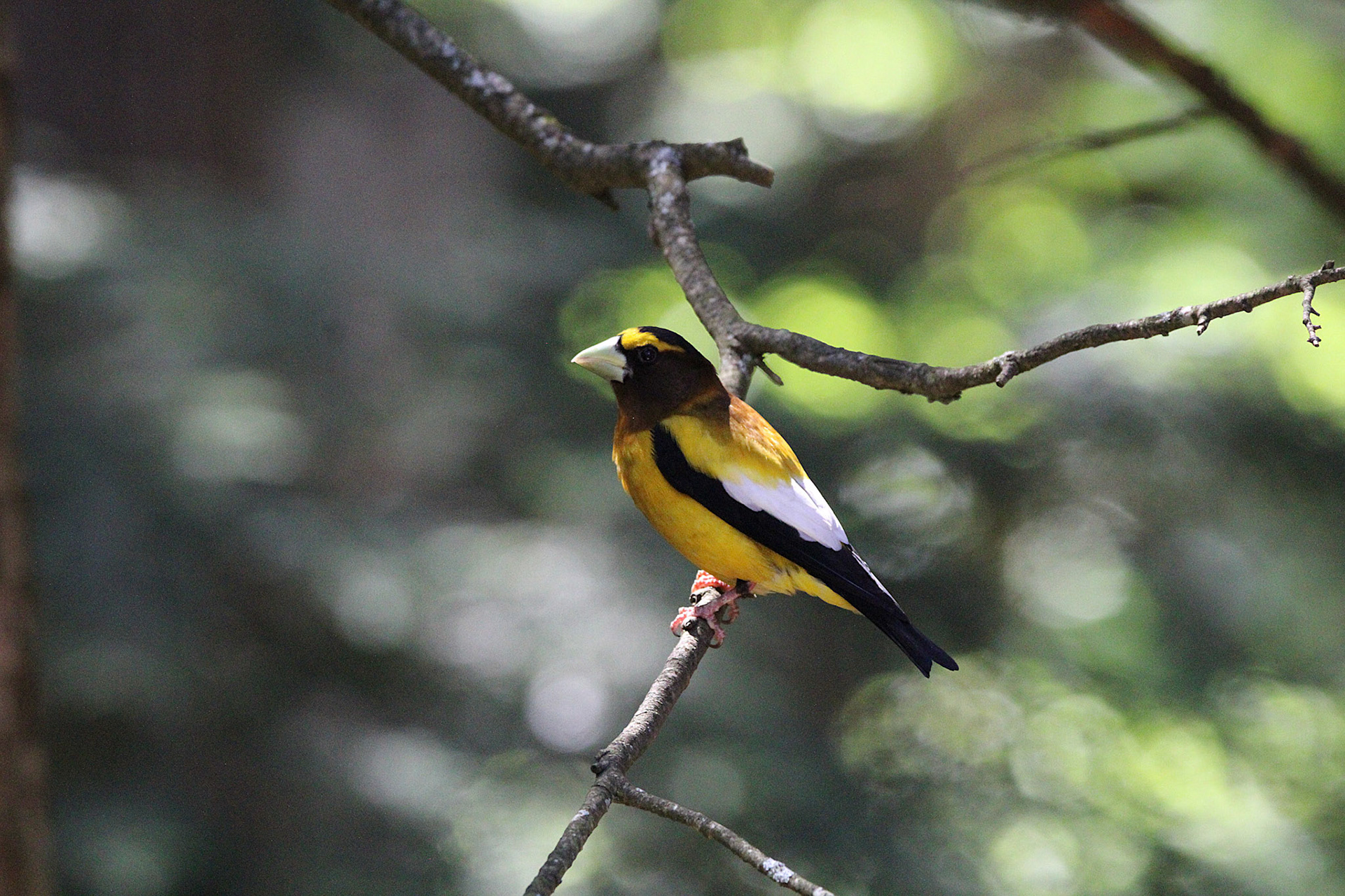Evening Grosbeak