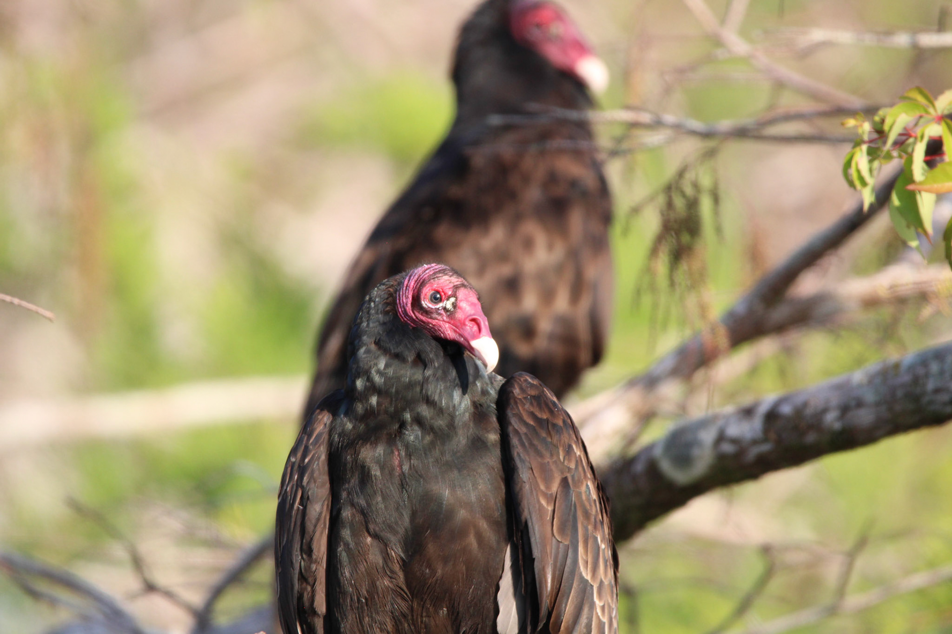 Turkey Vulture