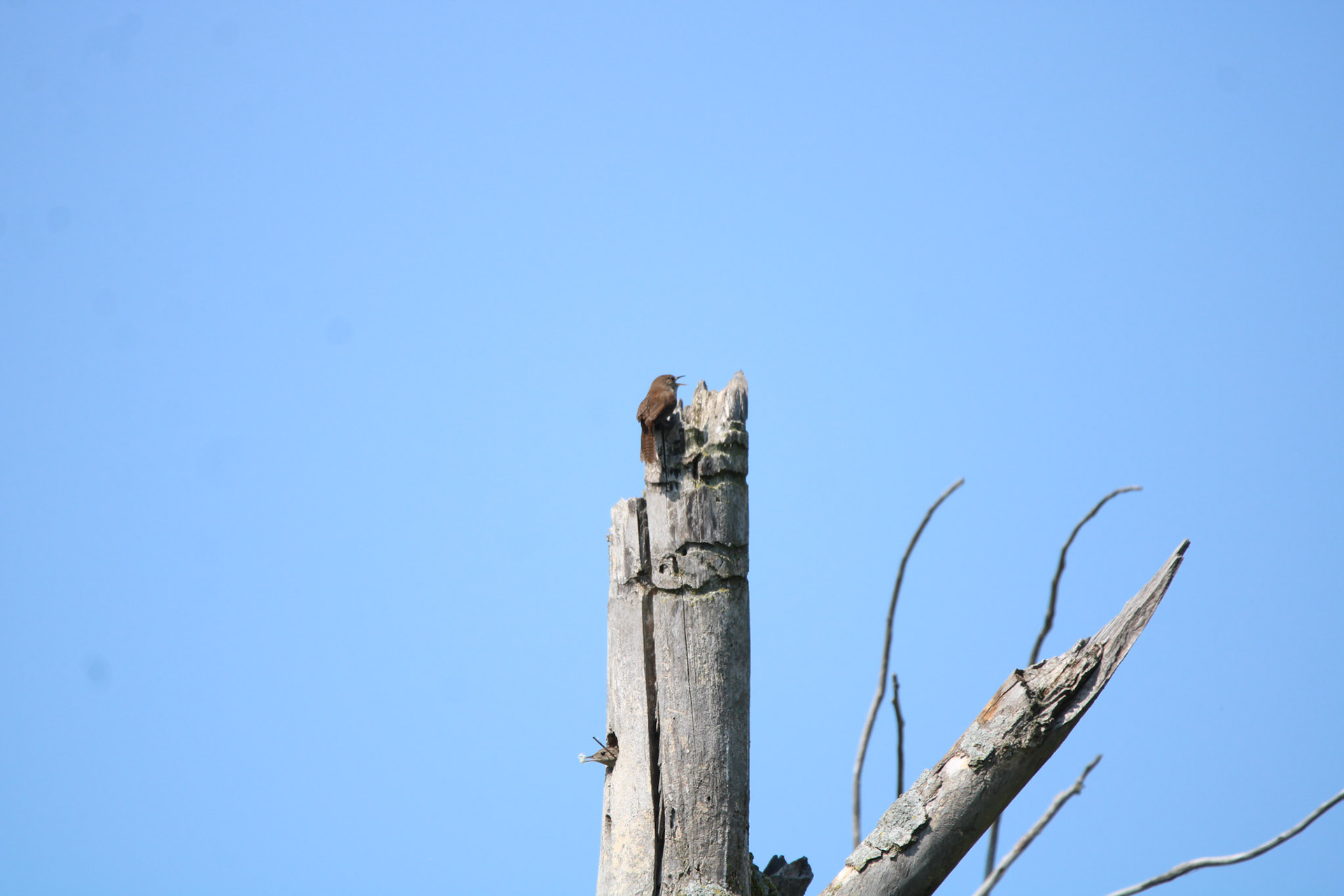 Northern House Wren - Sterling State Park