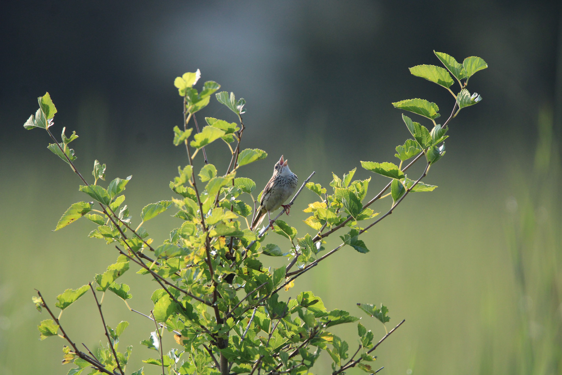 Henslow's Sparrow
