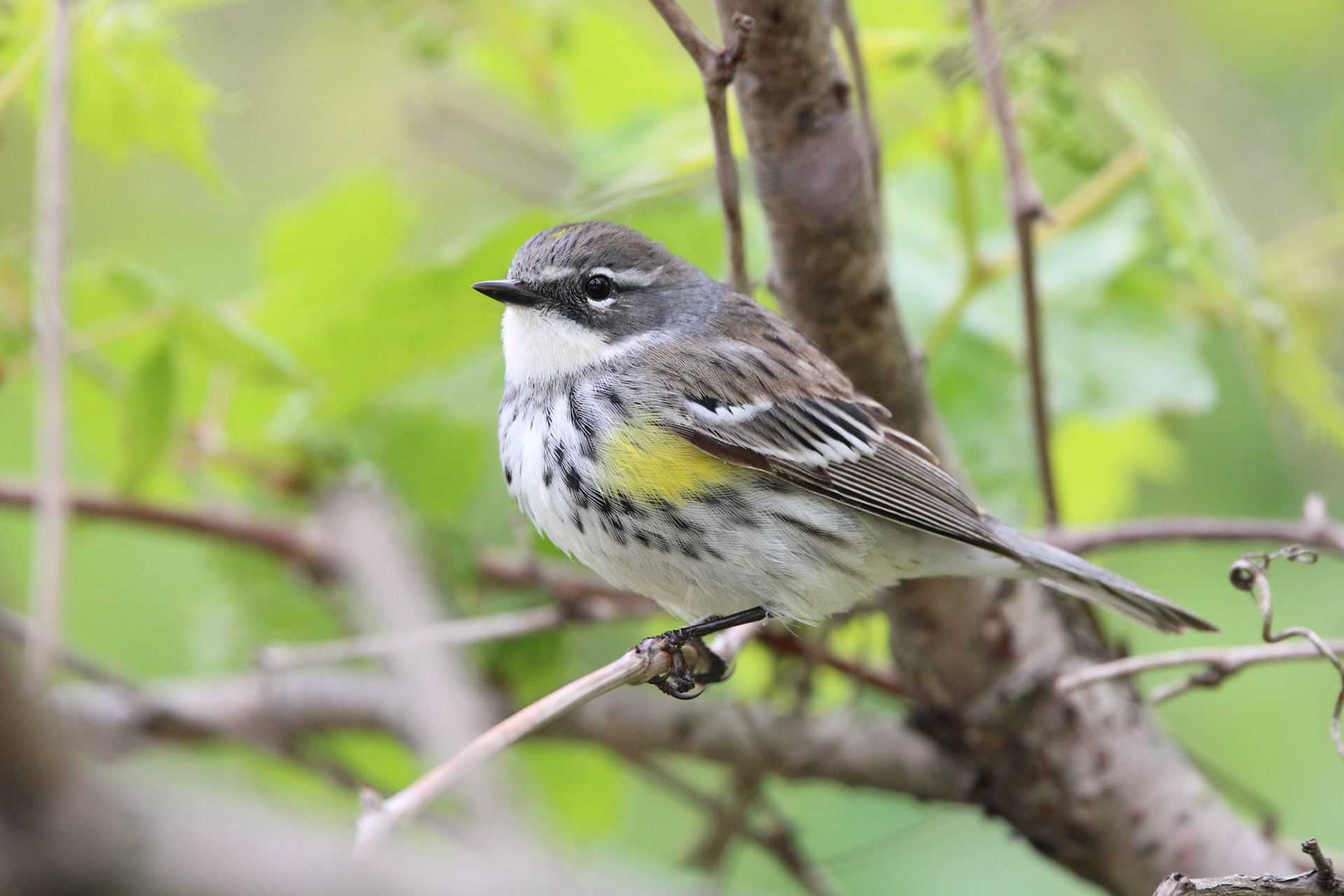 Yellow-rumped Warbler
