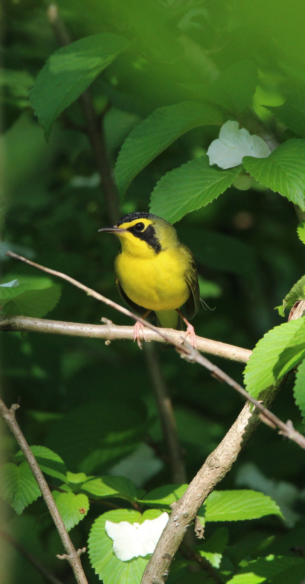 Kentucky Warbler