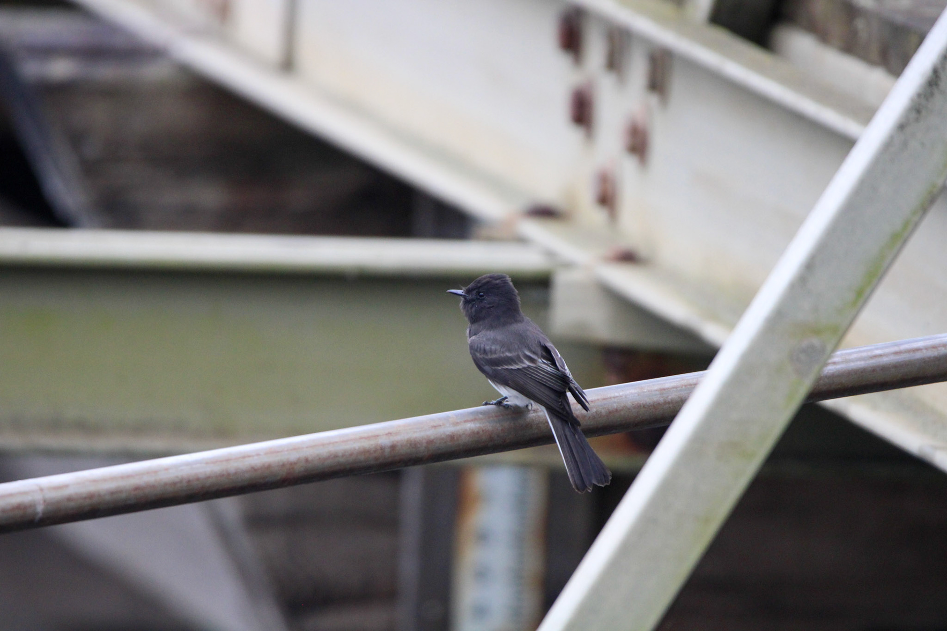 Black Phoebe - Rodeo Lagoon