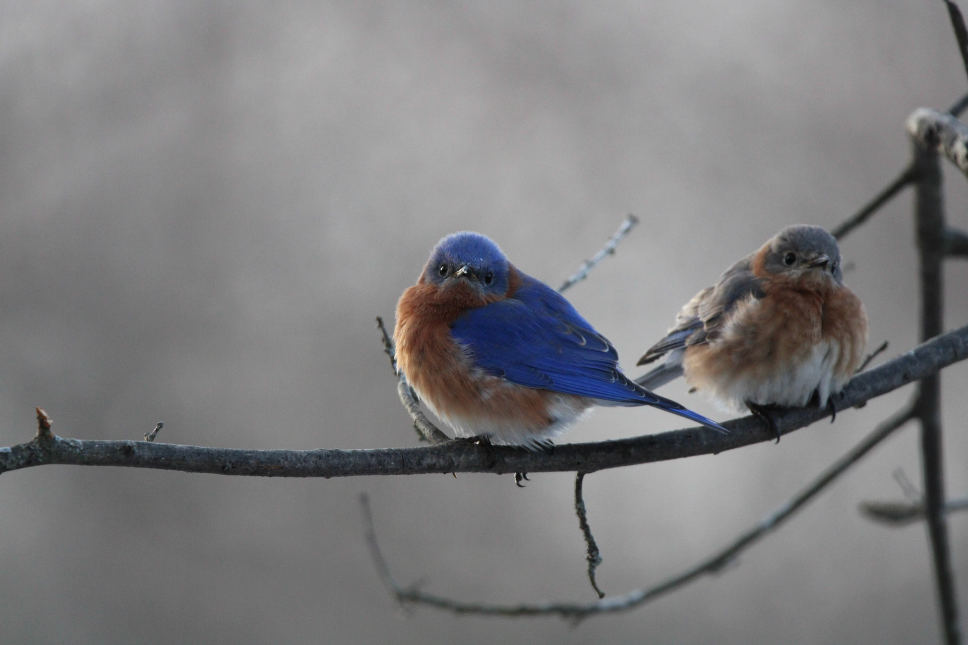 Eastern Bluebird