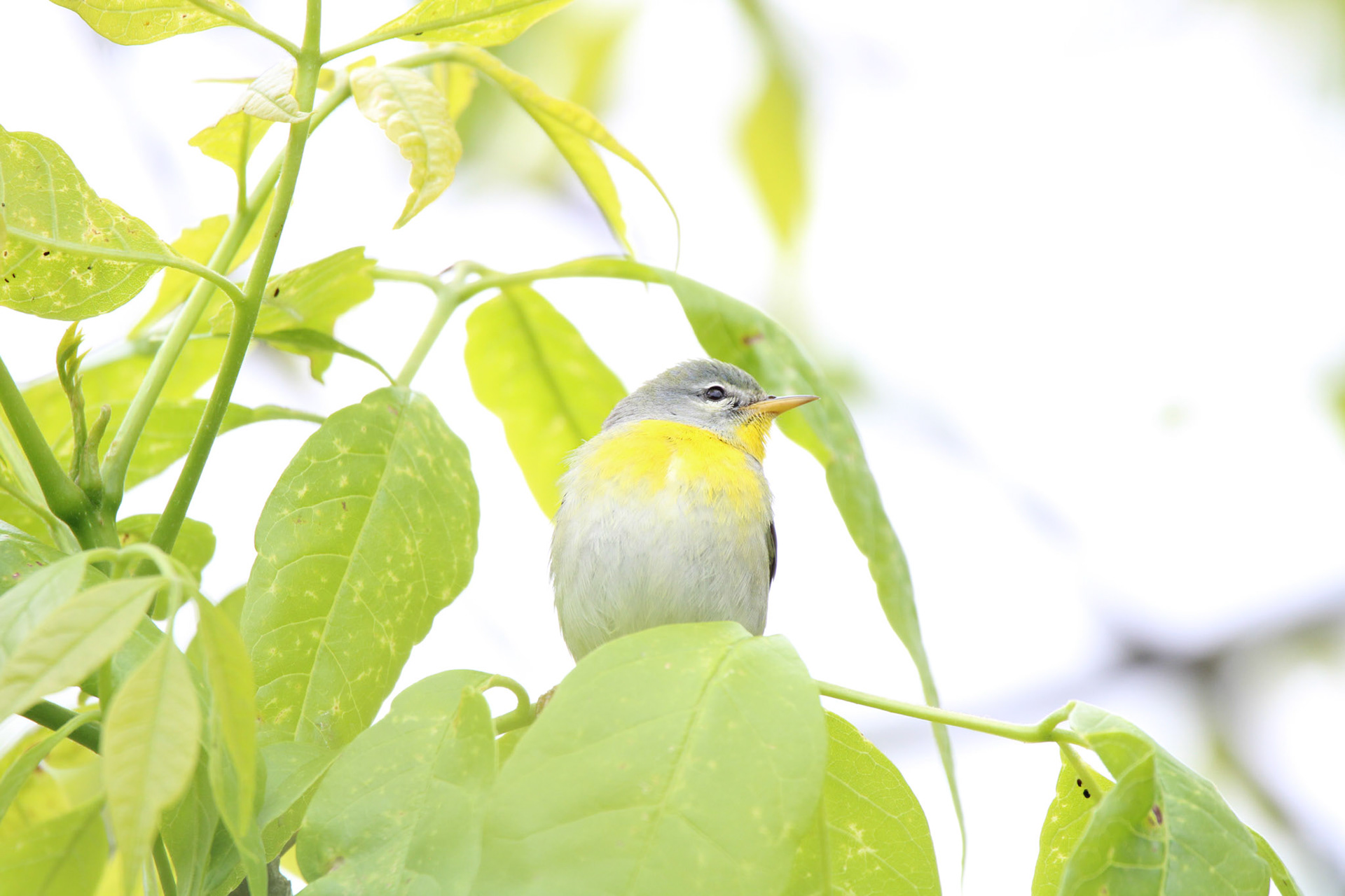 Northern Parula