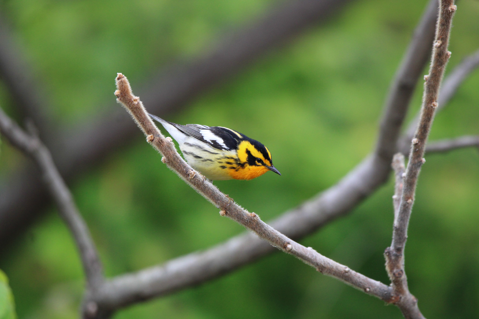 Blackburnian Warbler