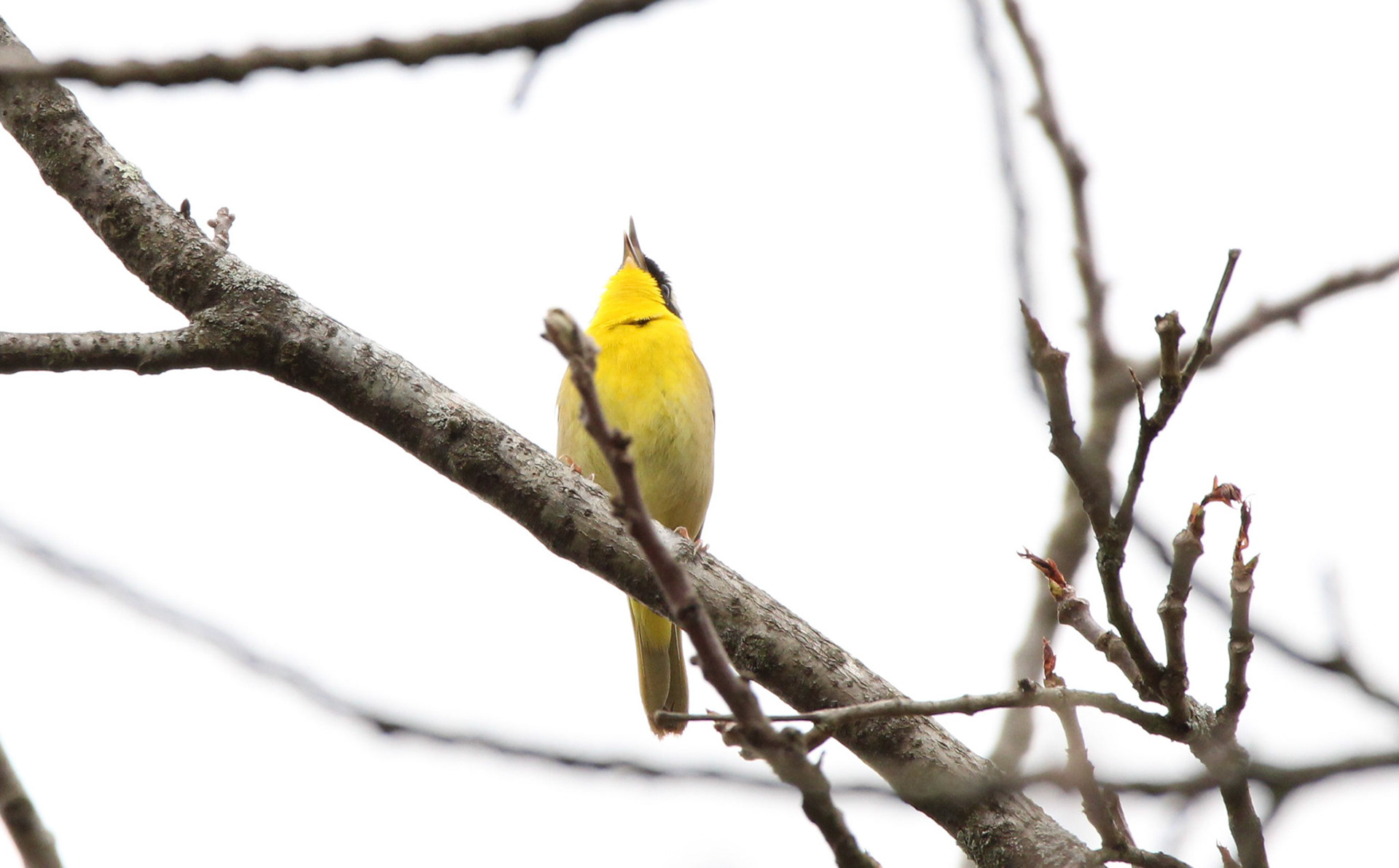 Common Yellowthroat