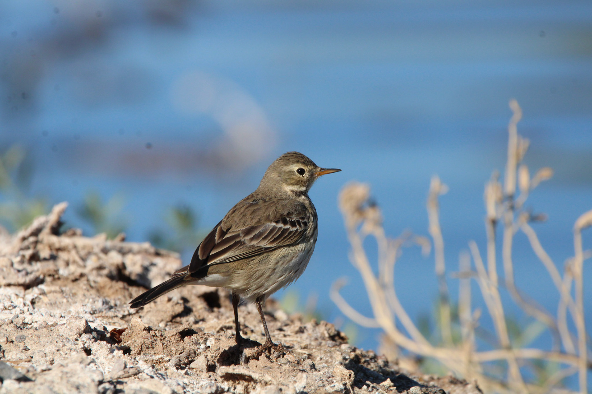 American Pipit