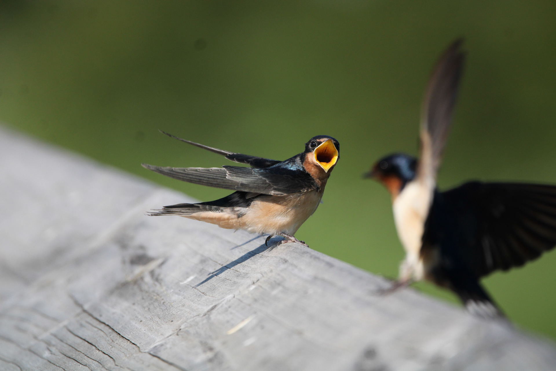 Barn Swallow